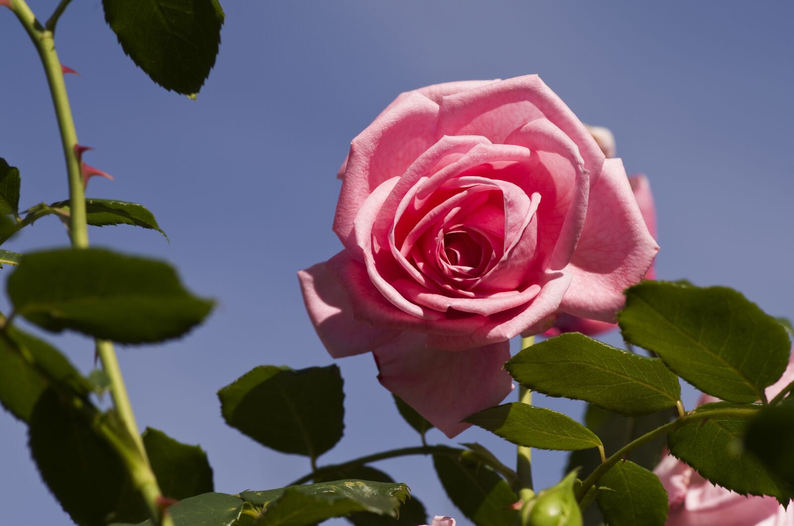 Pentax K-30 sample photo. Rose, garden, rose bloom photography