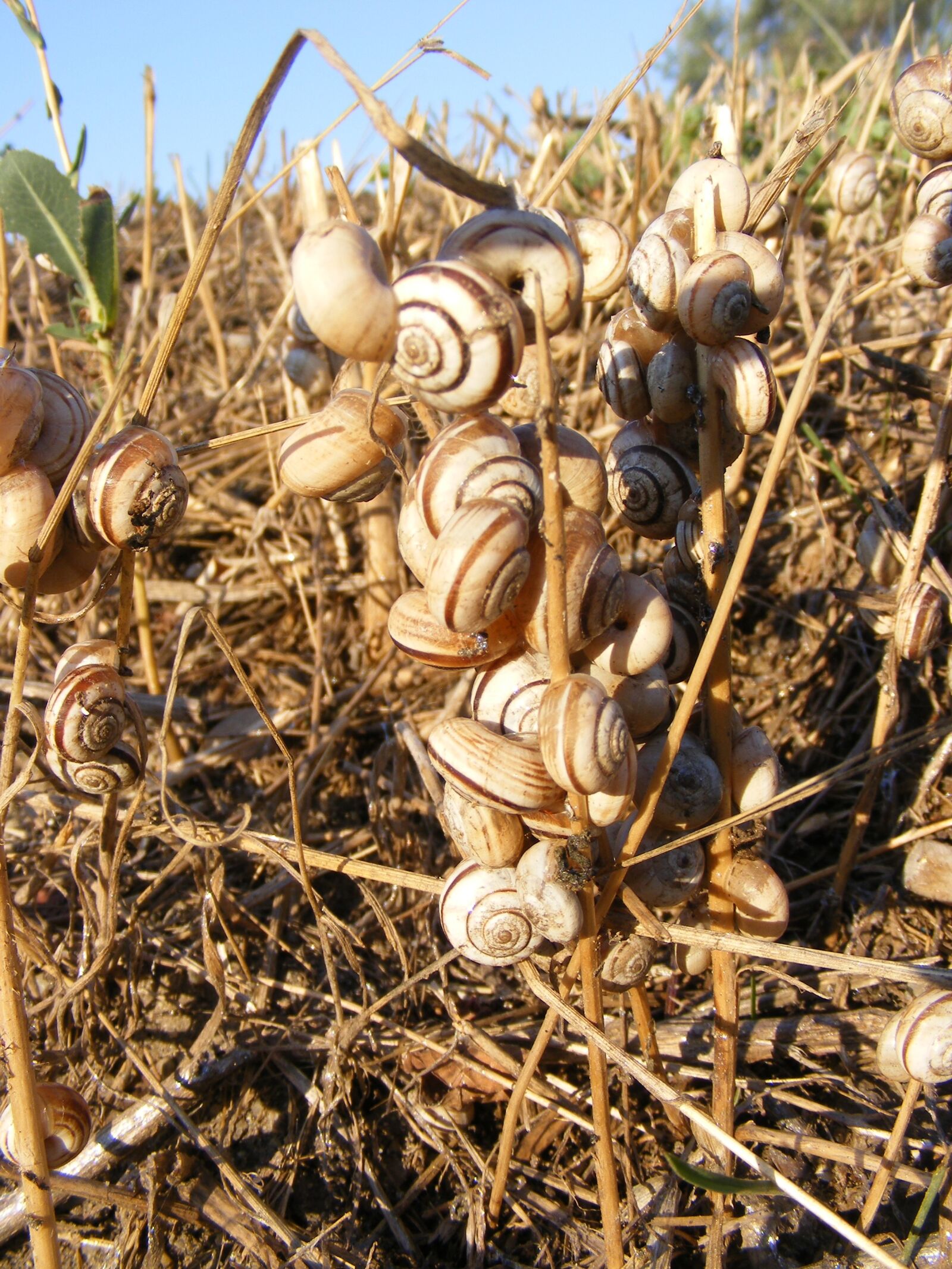Fujifilm FinePix S5700 S700 sample photo. Snails, dead, grass photography