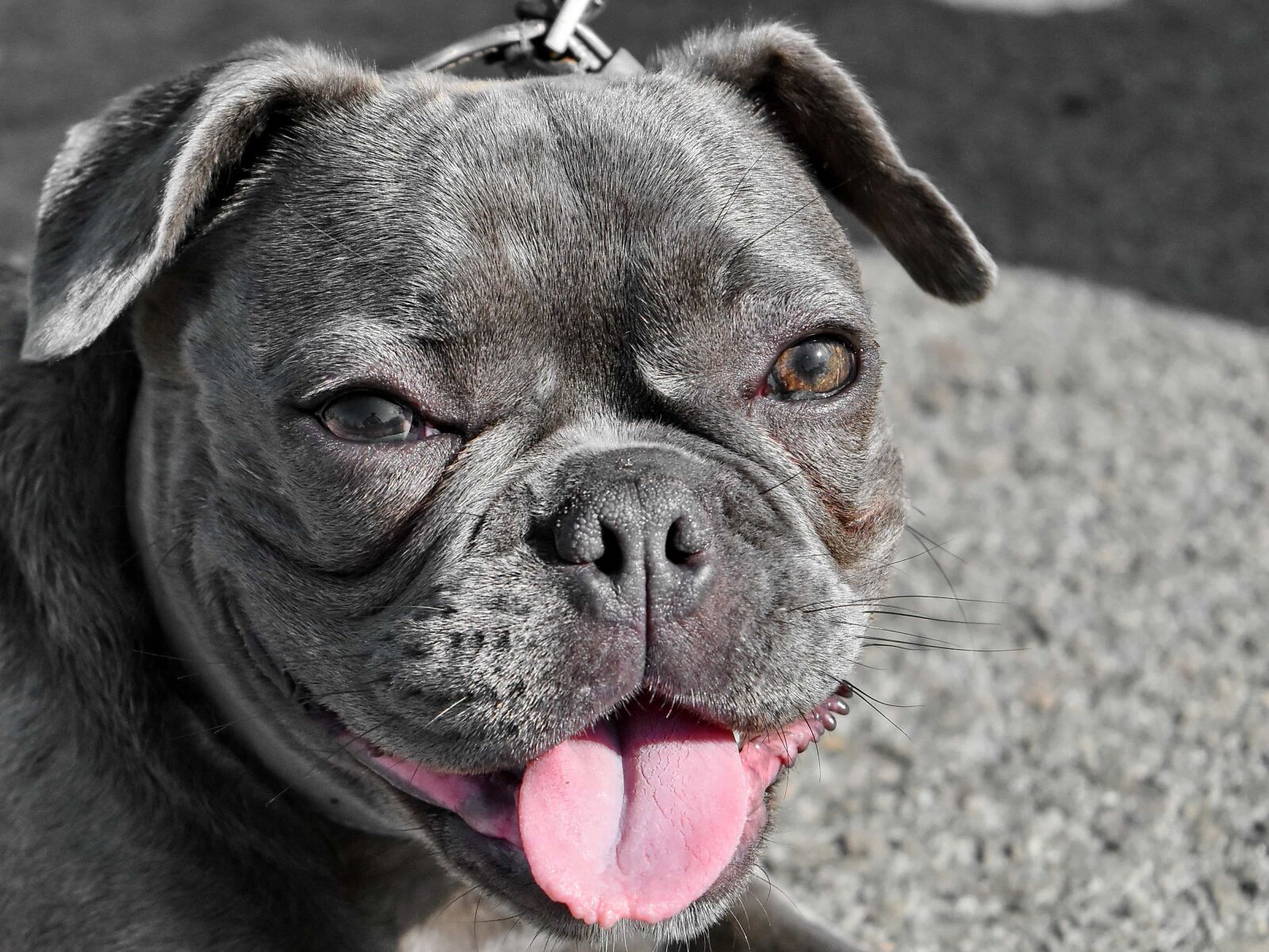 Nikon D5500 sample photo. Eyes, head, nose, purebred photography