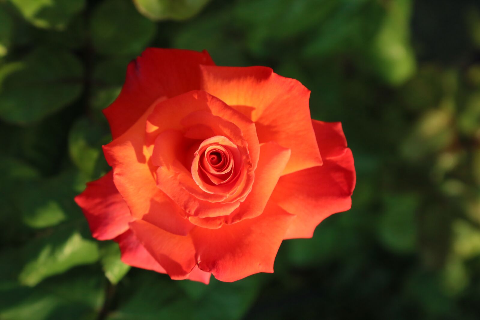 Canon EF 24-105mm F4L IS USM sample photo. Rose, spring, nature photography