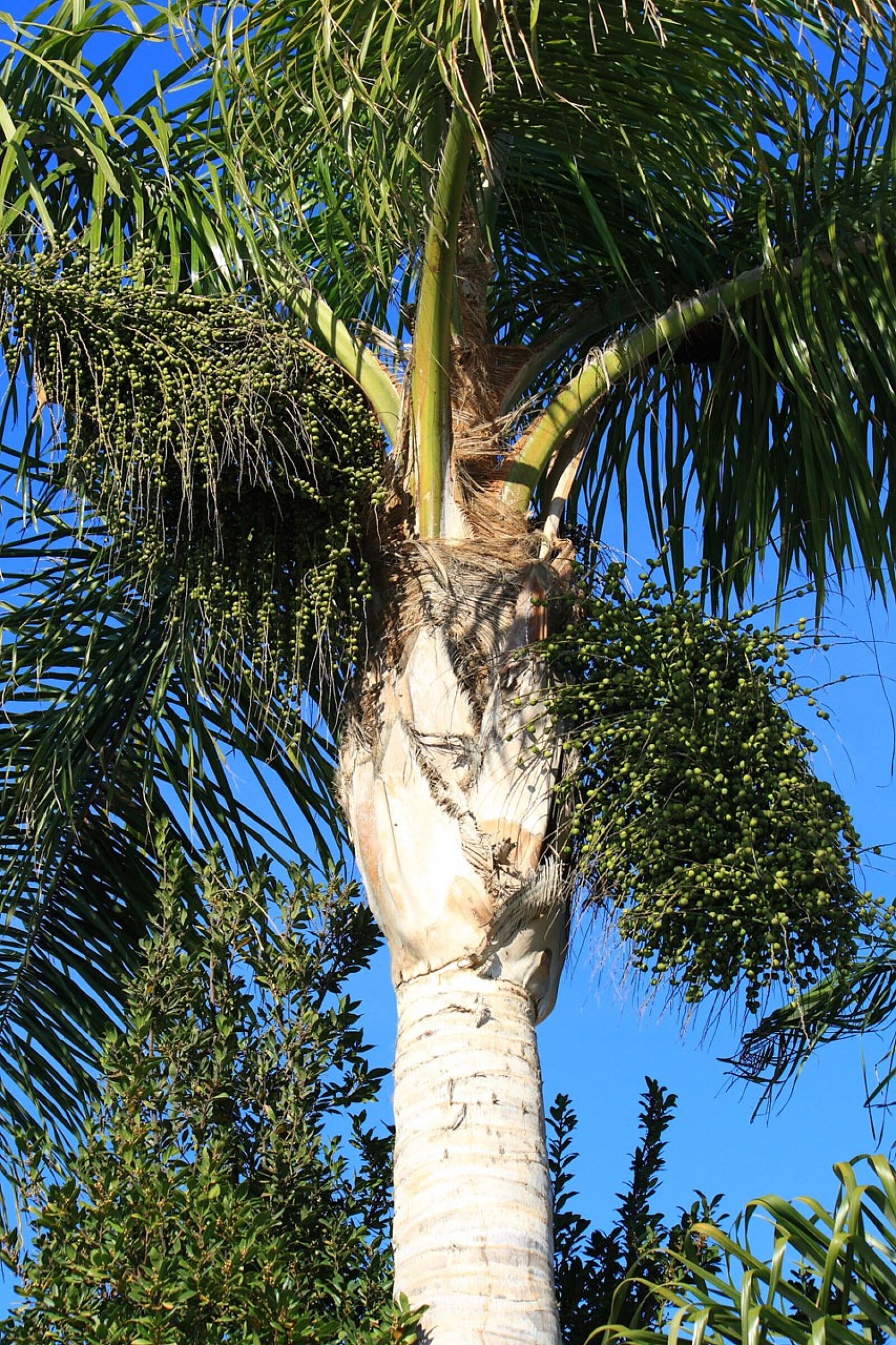 Canon EOS 400D (EOS Digital Rebel XTi / EOS Kiss Digital X) sample photo. King, palm, tree photography