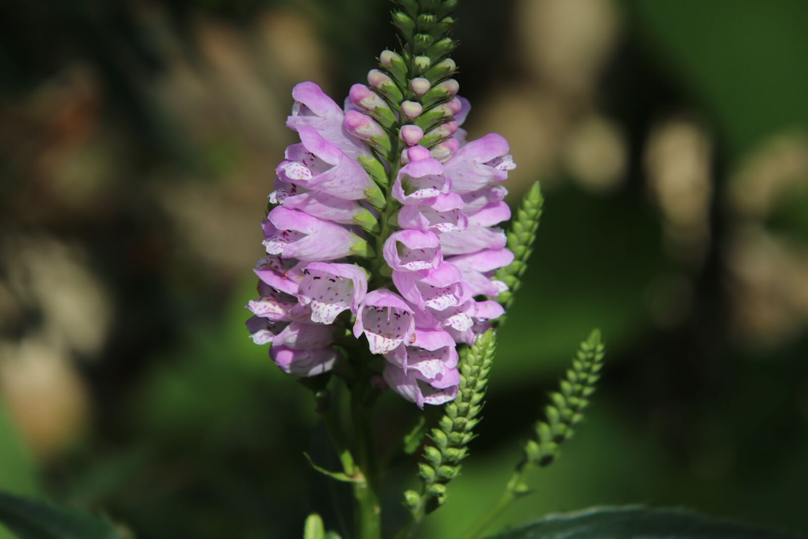 Canon EOS 800D (EOS Rebel T7i / EOS Kiss X9i) sample photo. Flowers, plants, garden photography