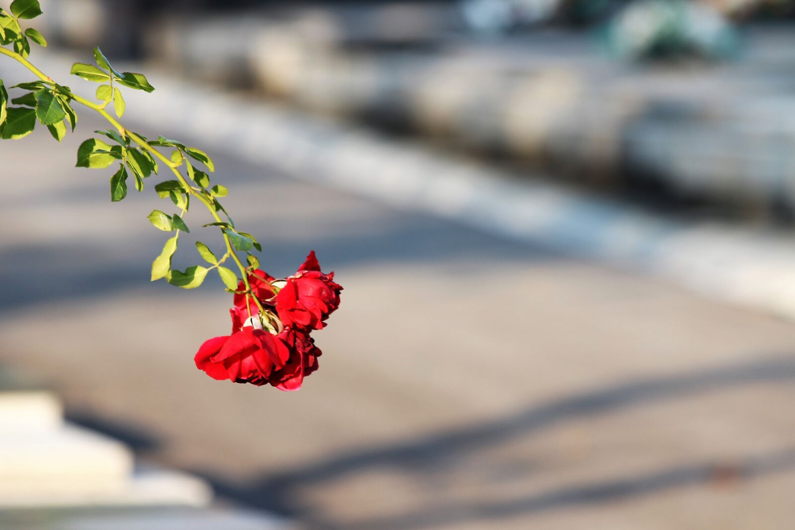 Canon EOS 600D (Rebel EOS T3i / EOS Kiss X5) sample photo. Red roses, branch, plant photography