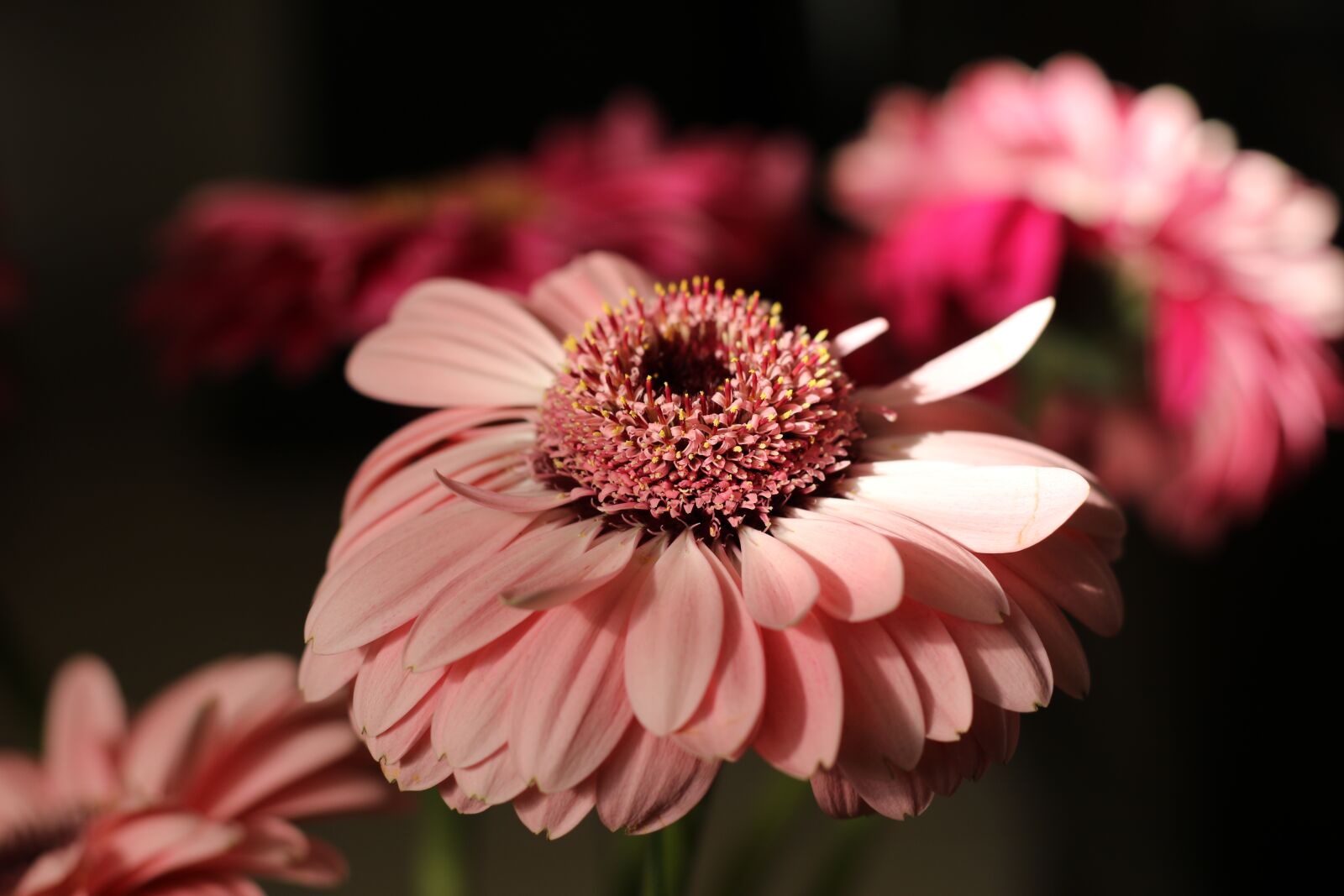 Canon EF 50mm F1.8 STM sample photo. Flower, gerbera, bloom photography