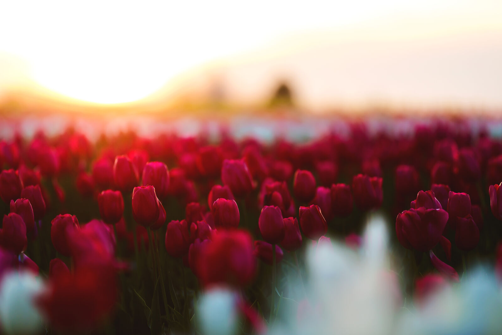 Canon EF 70-200mm F2.8L IS II USM sample photo. Beautiful, bloom, blooming, blossom photography