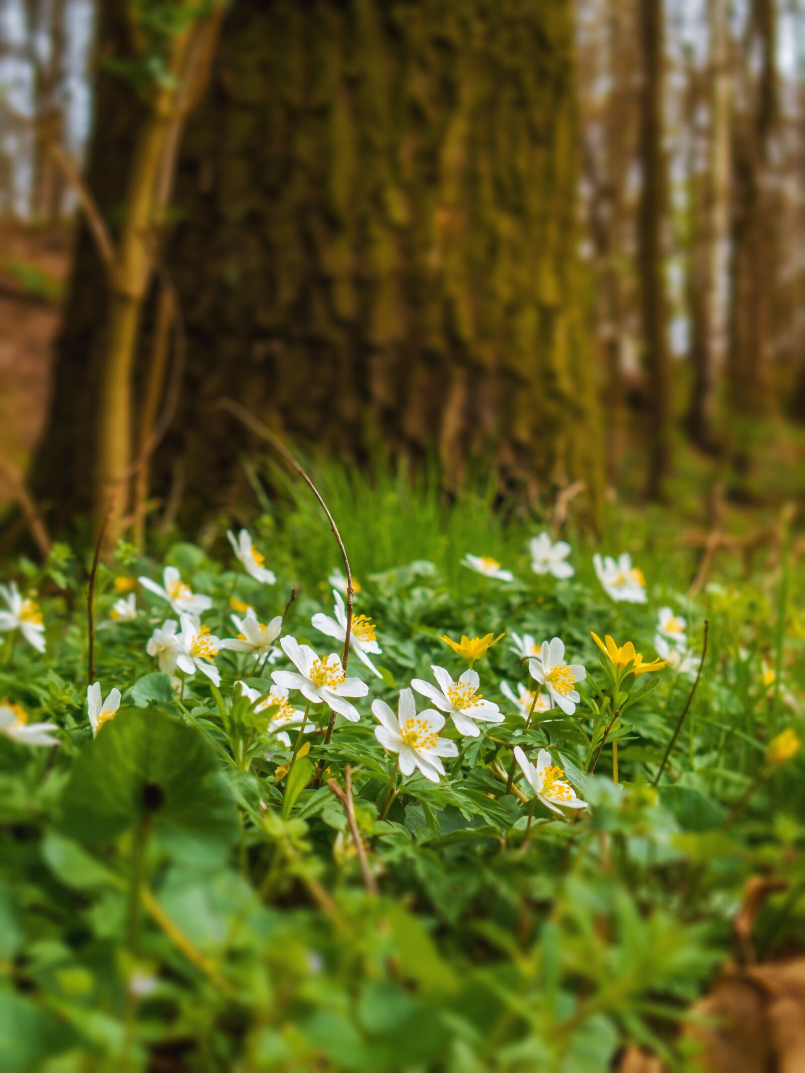 Canon PowerShot G16 sample photo. Wood anemone, nature, flowers photography