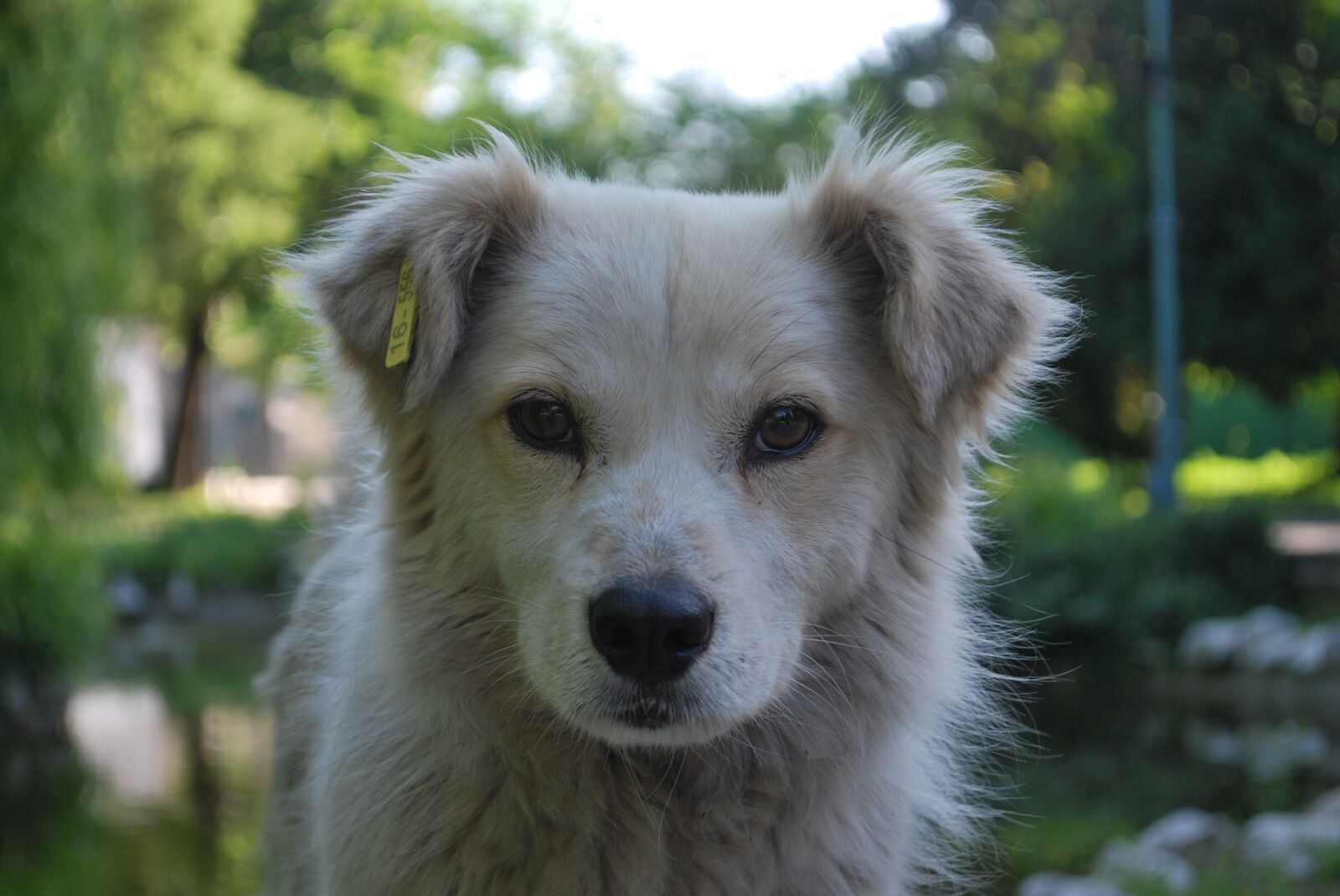 Nikon D60 sample photo. Dog, white, profile photography