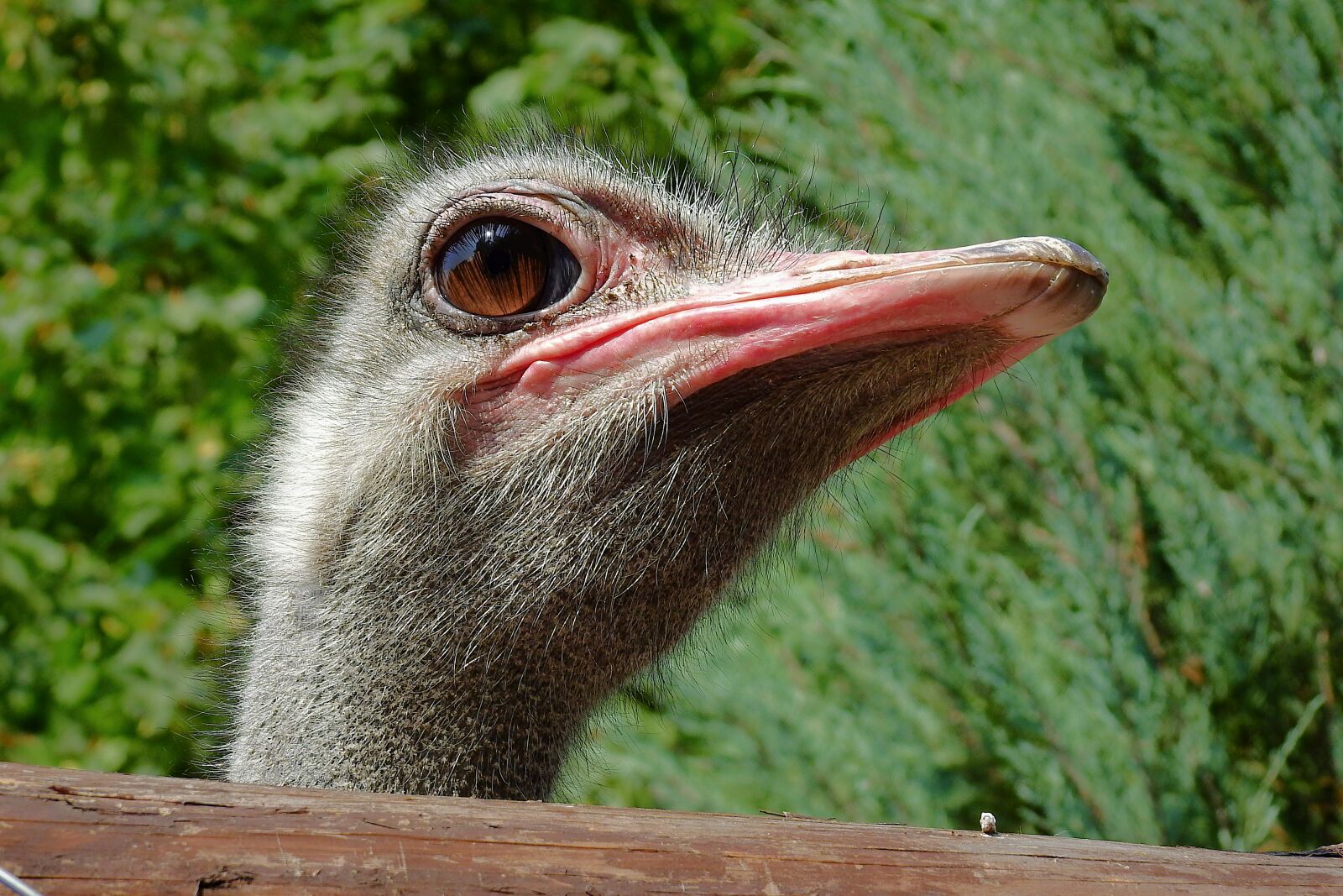 Nikon Coolpix P900 sample photo. Ostrich, the head of photography