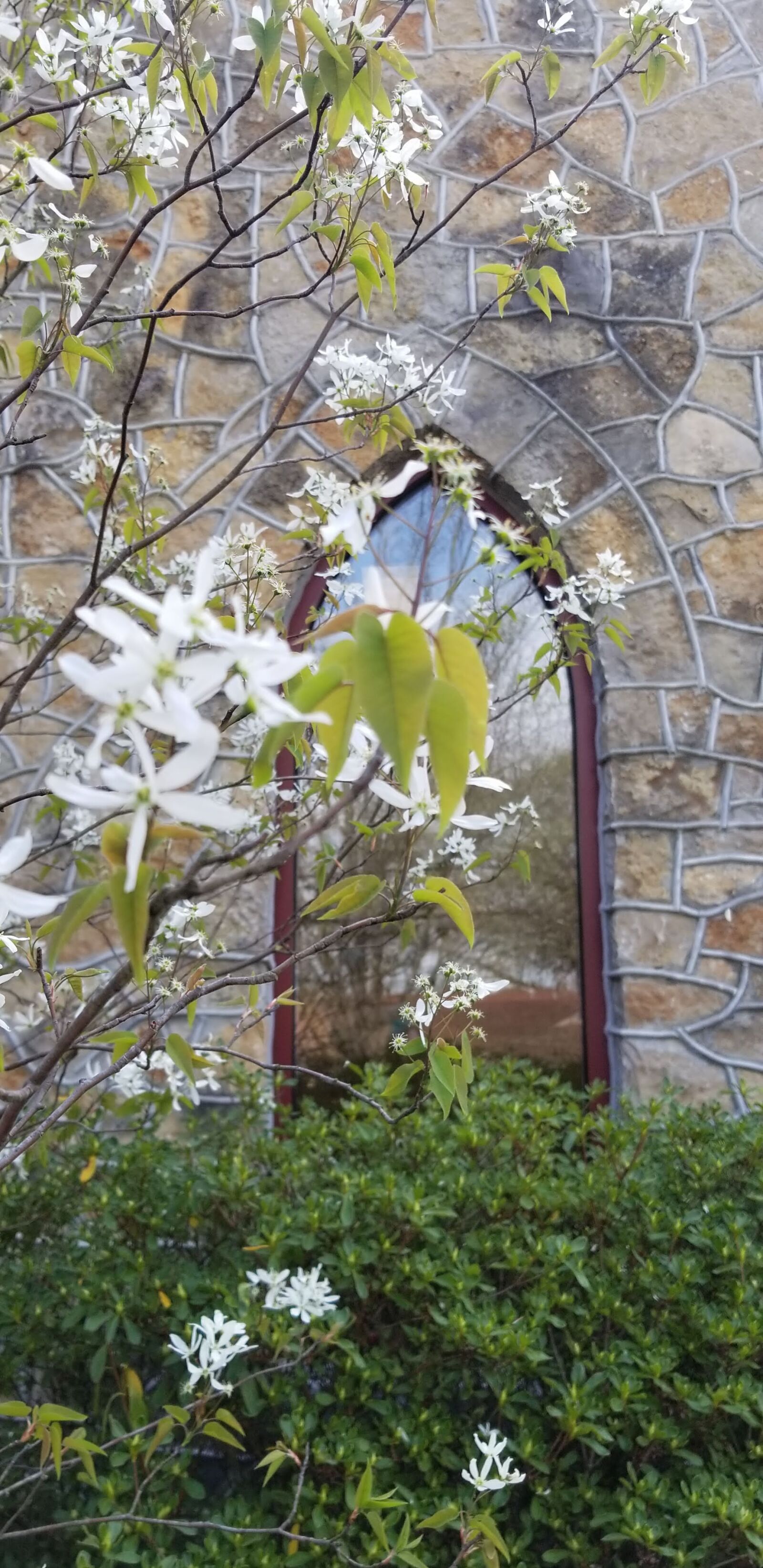 Samsung Galaxy S8+ sample photo. Flower, garden, church photography