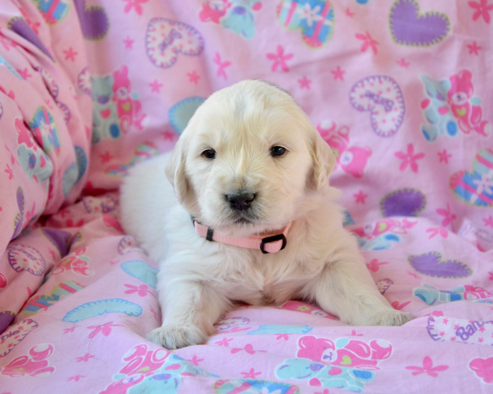 Nikon D5200 sample photo. Golden retriever puppy, pup photography