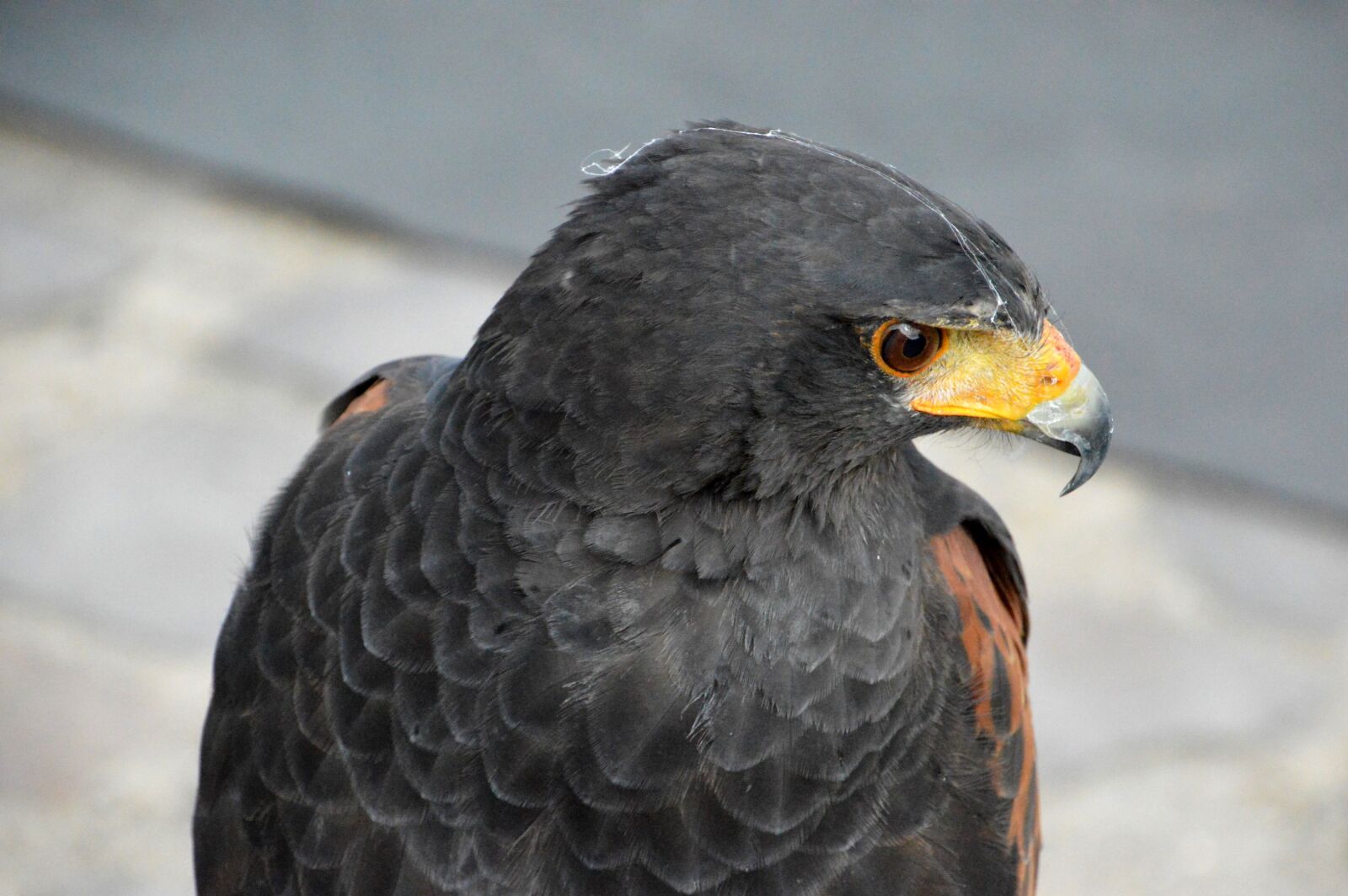 Nikon D3200 sample photo. Buzzard, falcon, bird photography