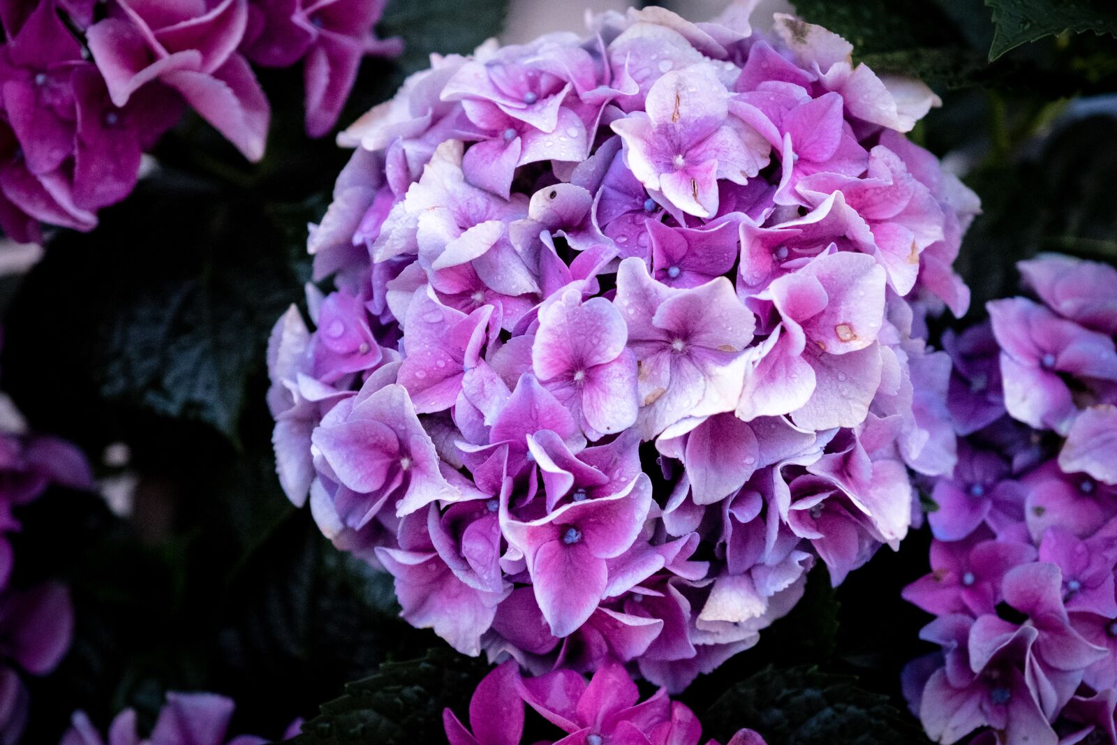 Fujifilm X-T2 sample photo. Spring, bloom, flower photography