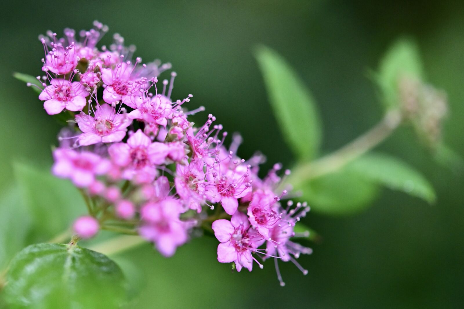 Nikon Z6 sample photo. Spur flower, pink, blossom photography