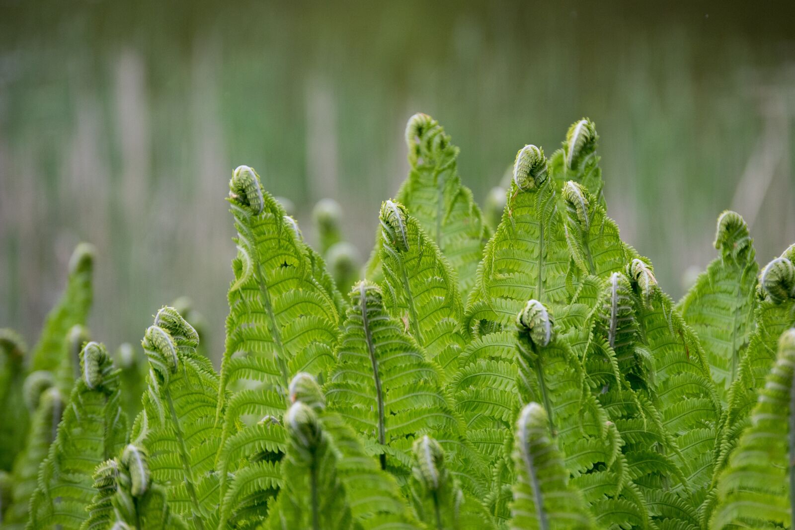 Nikon D3300 sample photo. Ferns, green, fern photography