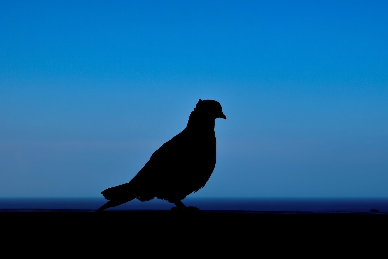 Nikon D3300 sample photo. Pigeon, shadow, silhouette photography