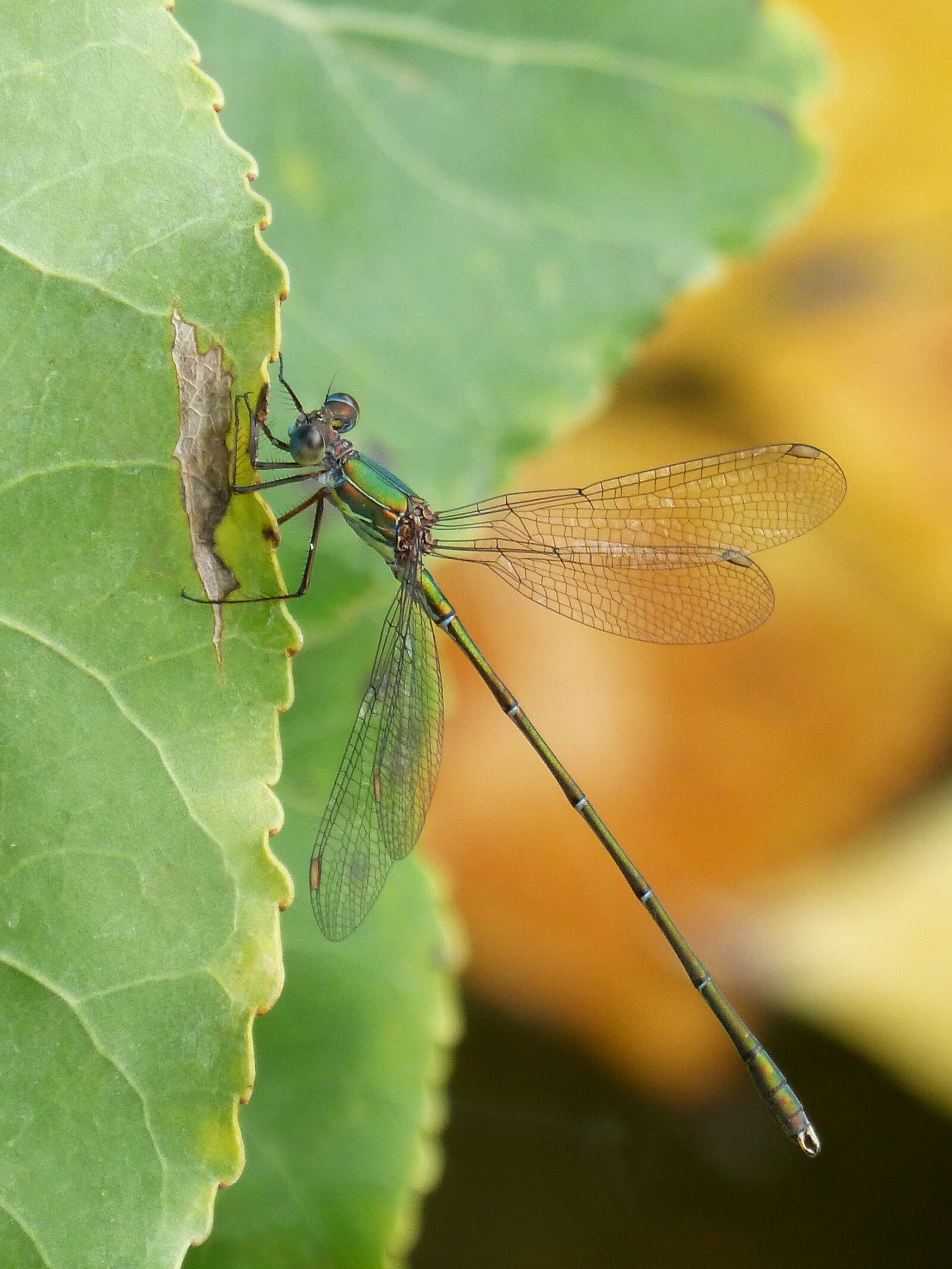 Panasonic DMC-FZ62 sample photo. Dragonfly, green dragonfly, leaf photography