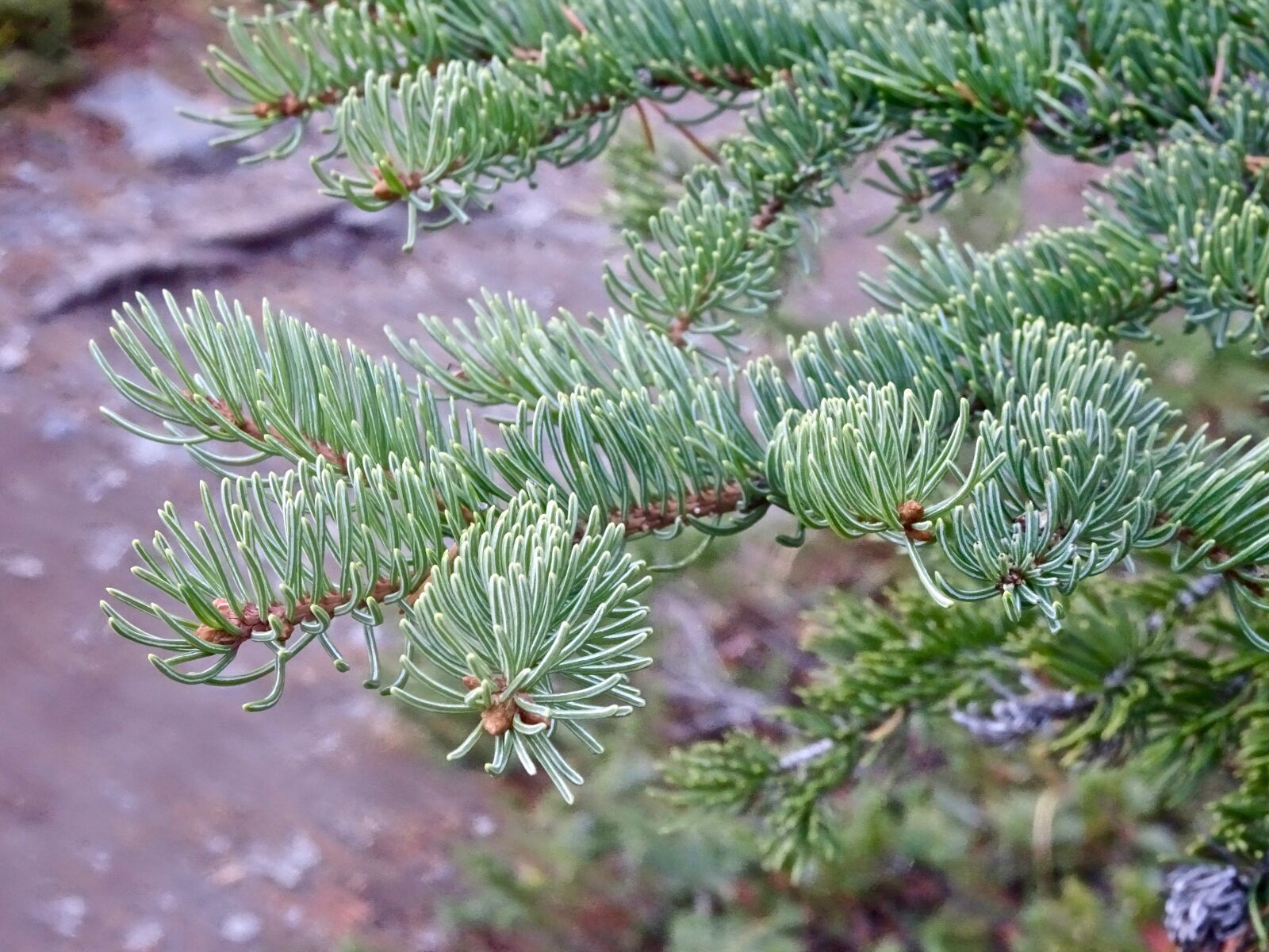 Sony Cyber-shot DSC-HX90V sample photo. Spines, pine, branch photography