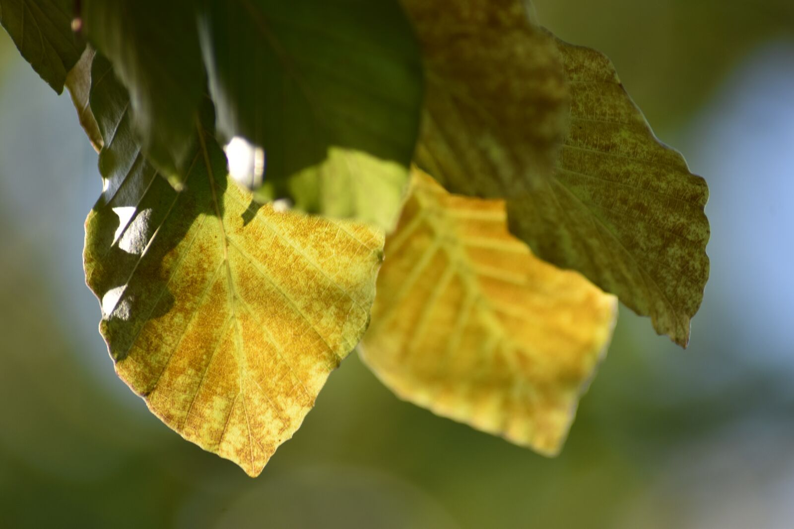 Nikon D3500 sample photo. Leaf, nature, fall photography