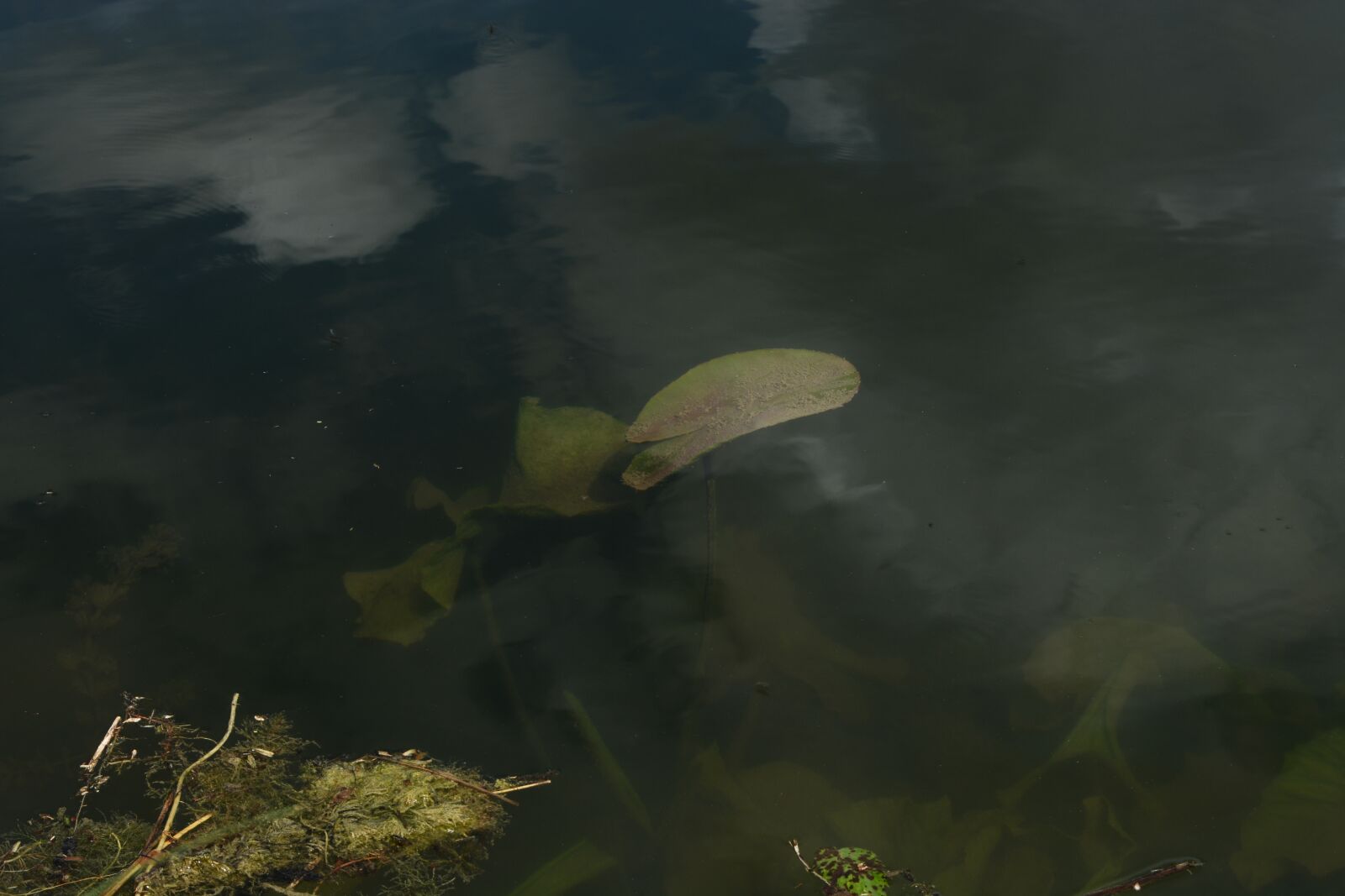 Nikon D5200 sample photo. Lake, pools, lily pad photography