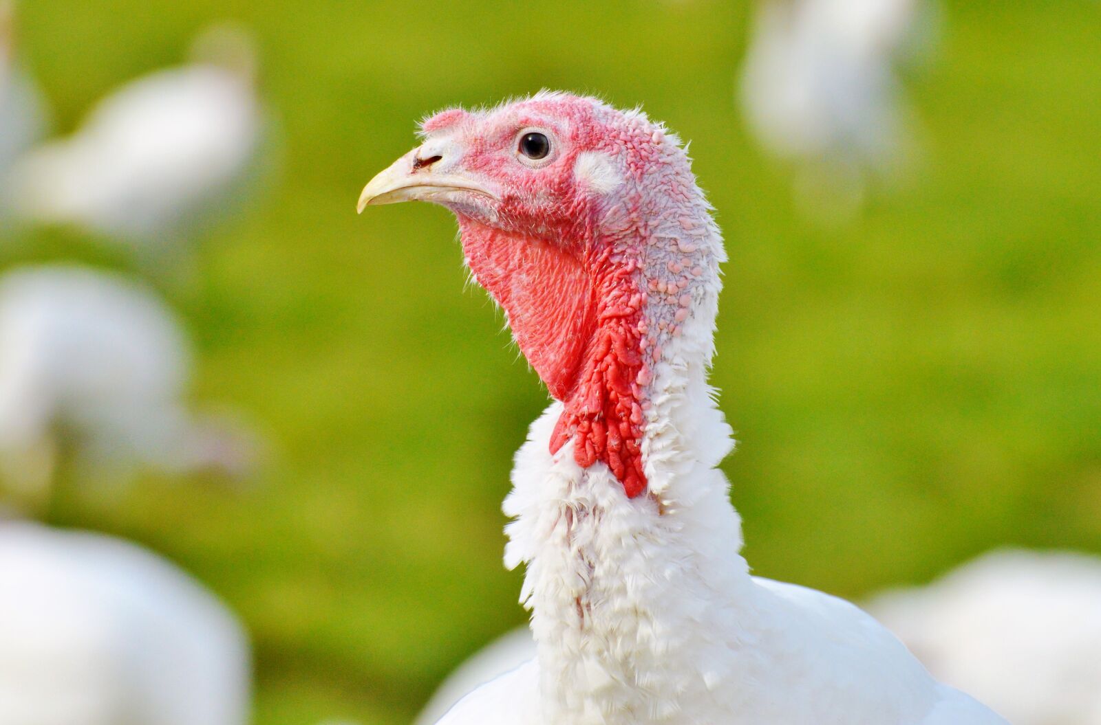 Nikon D3200 sample photo. Turkeys, birds, plumage photography