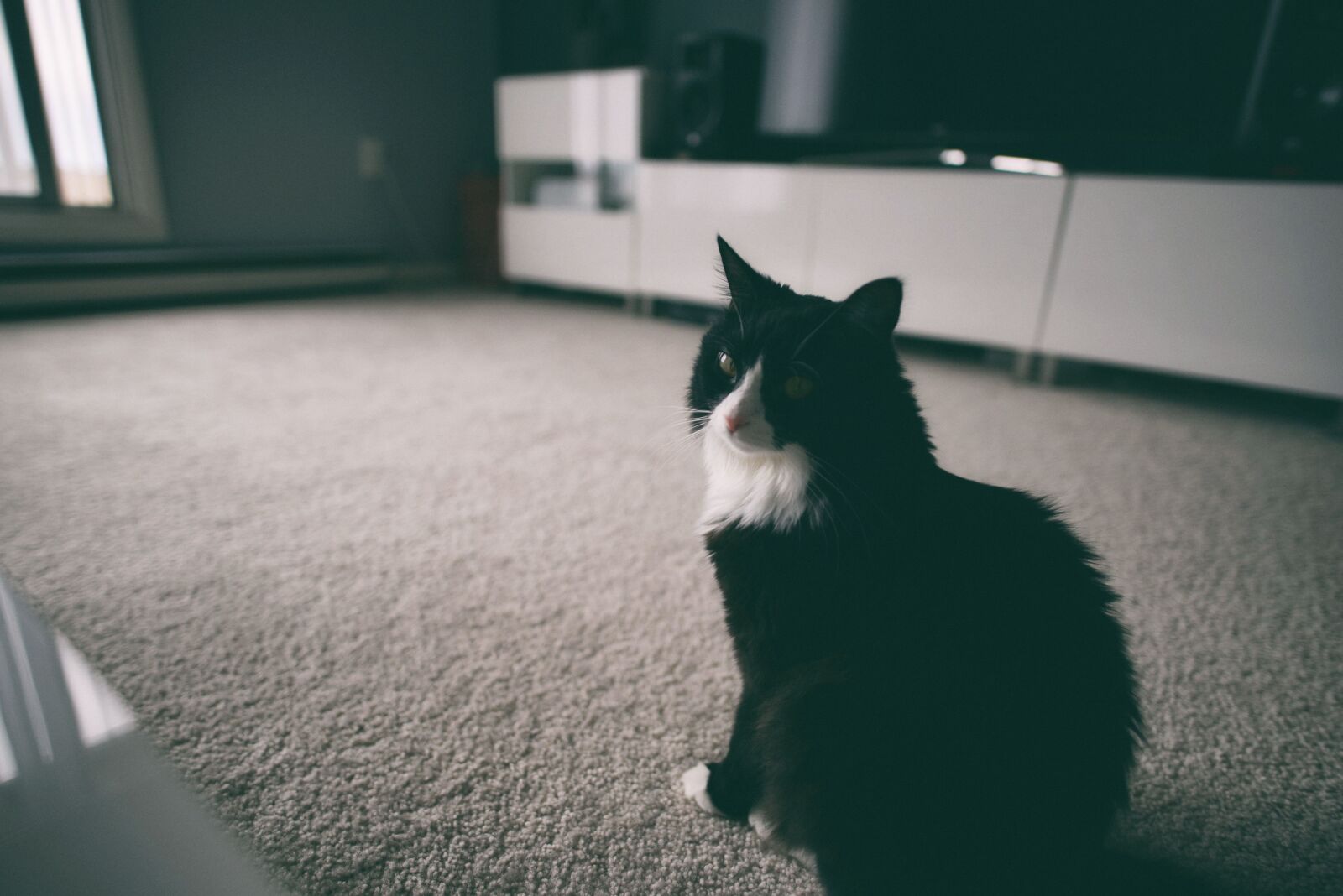 Nikon D610 sample photo. Angry, cat, moody photography