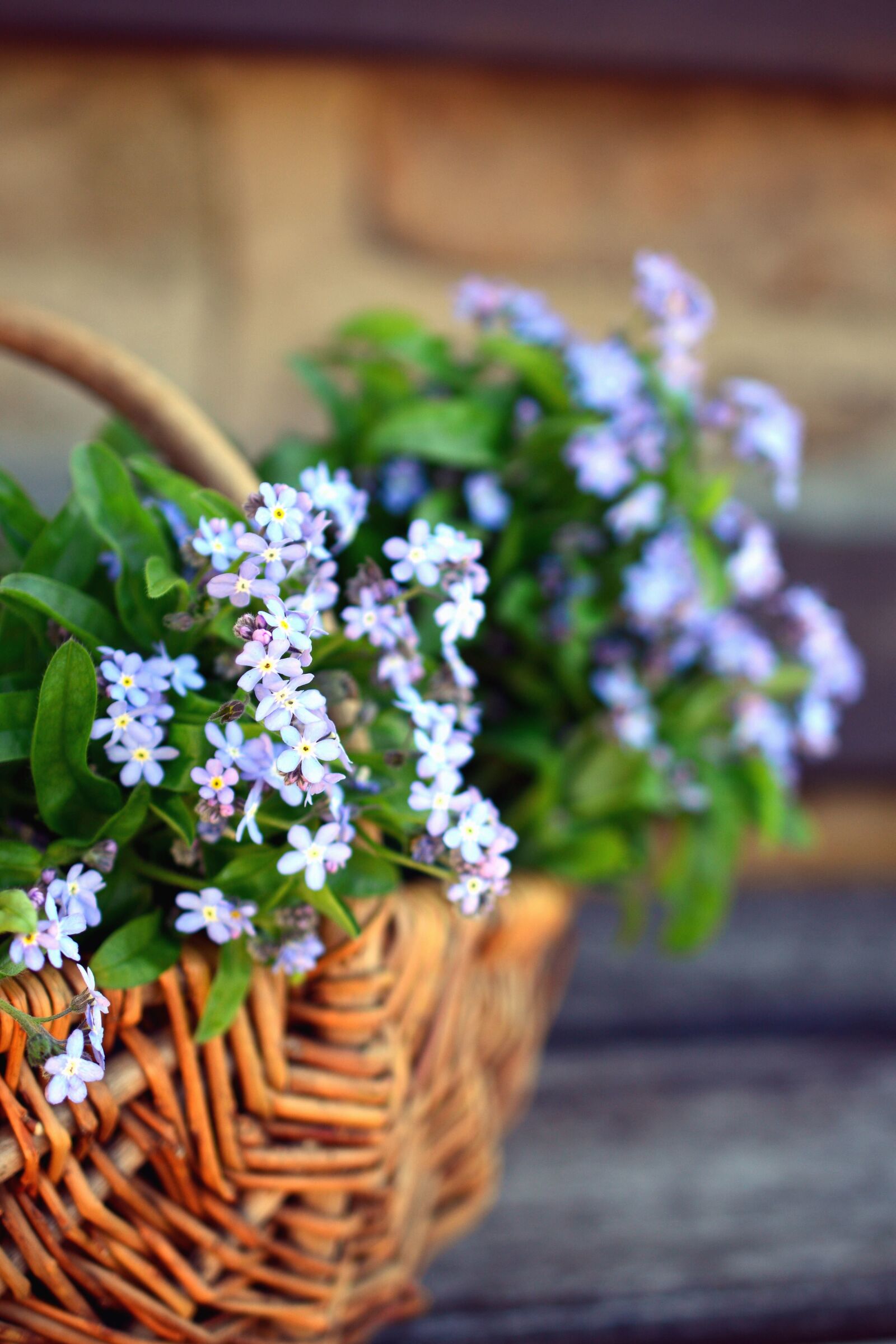 Nikon D5200 sample photo. Flower, leaf, petal, basket photography