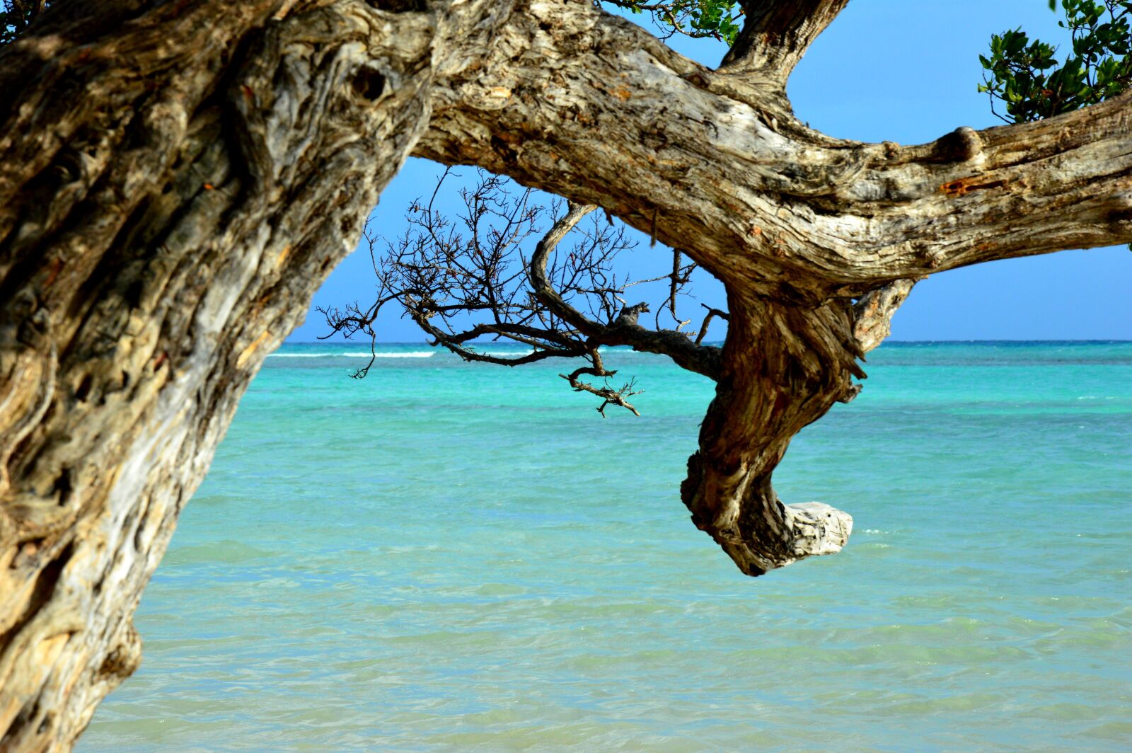 Nikon D3200 sample photo. Beach, tree, sun photography