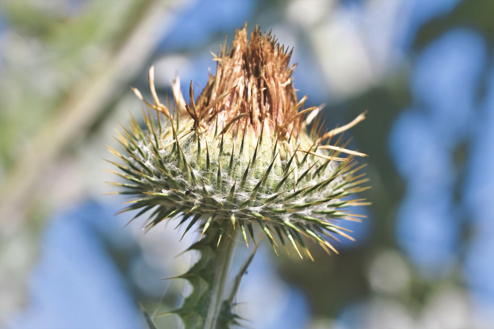 Nikon D7200 sample photo. Thistle, common donkey thistle photography