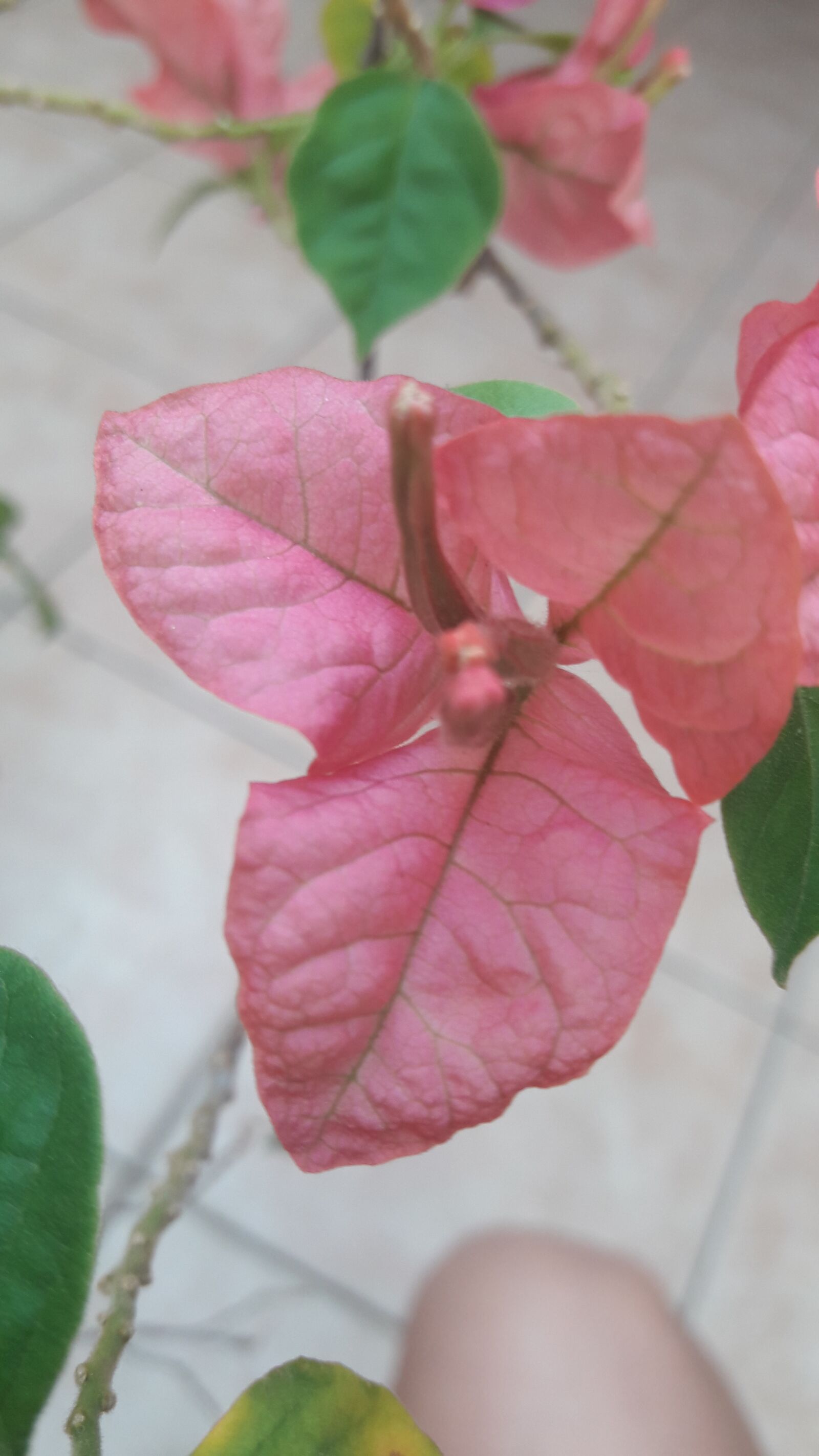 Samsung Galaxy J7 Neo sample photo. Nature, spring, flower photography