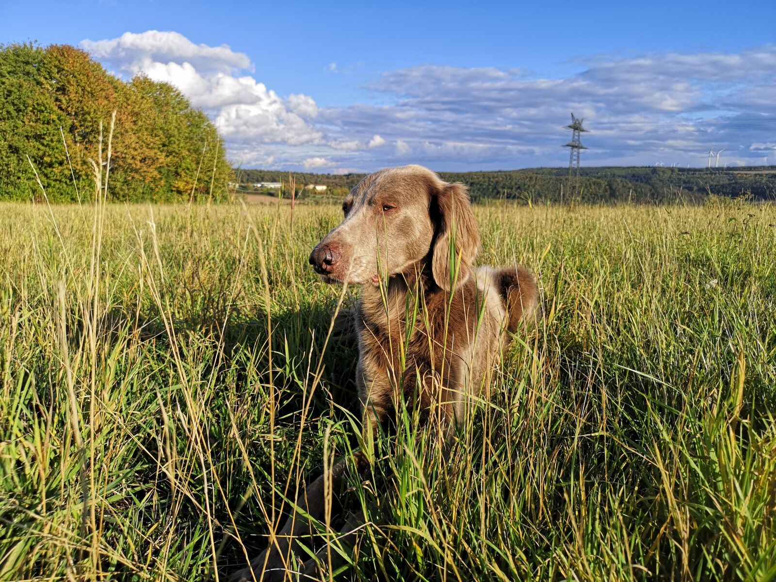 HUAWEI CLT-L29 sample photo. Dog, animal, weimaraner photography