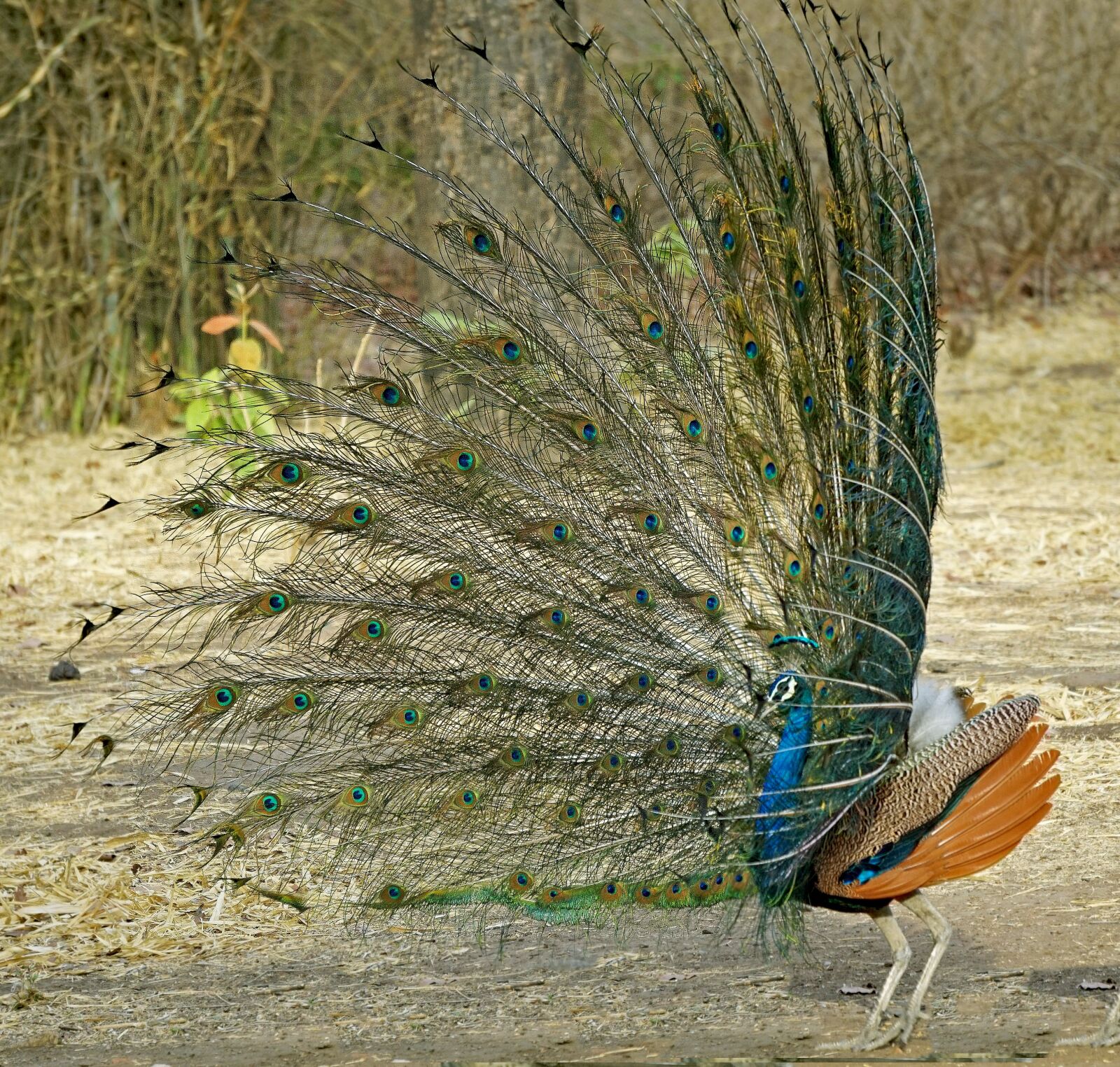 Sony a6000 sample photo. Indian, national, bird photography