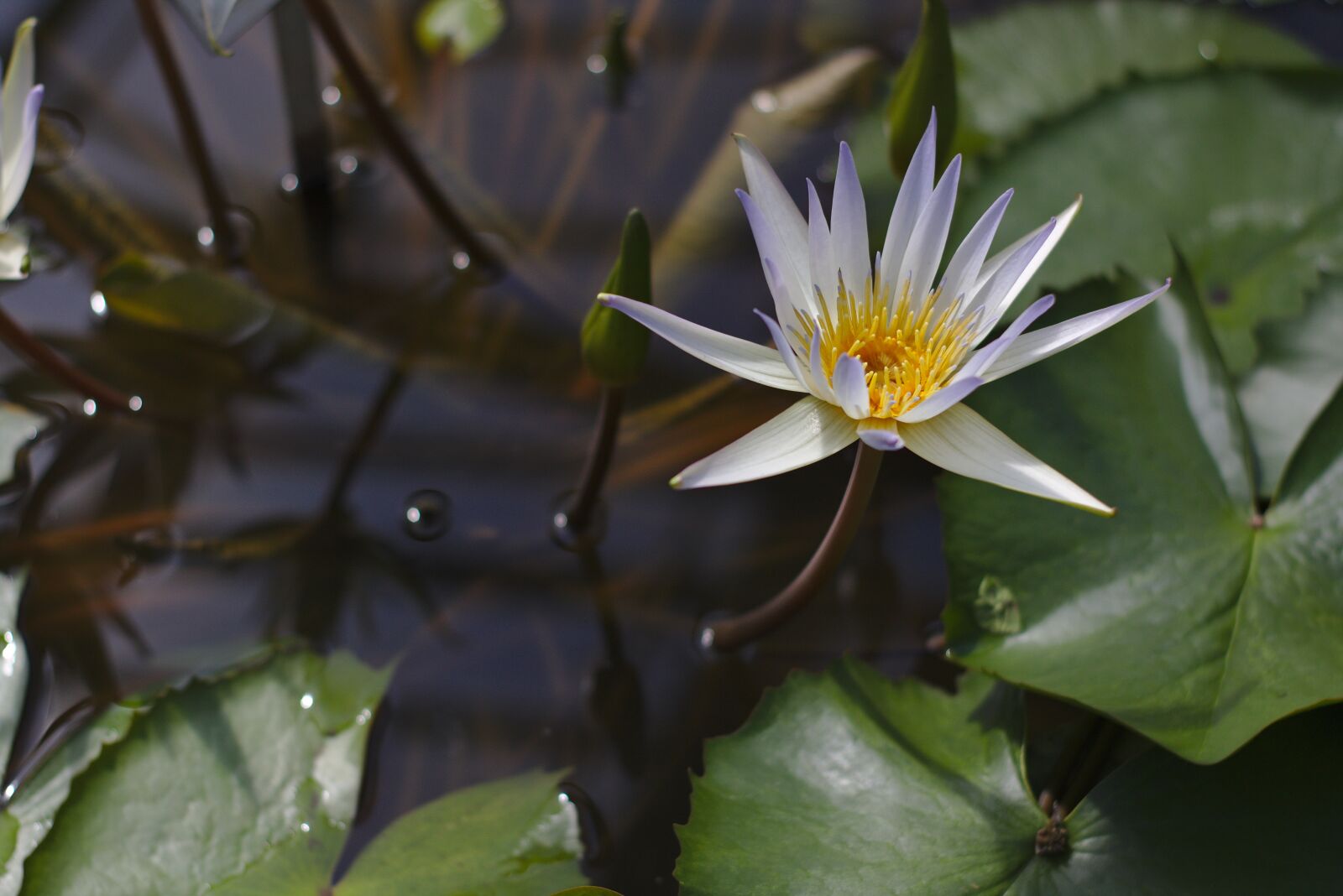 Canon EOS 750D (EOS Rebel T6i / EOS Kiss X8i) sample photo. Teichrose, lily, pond photography