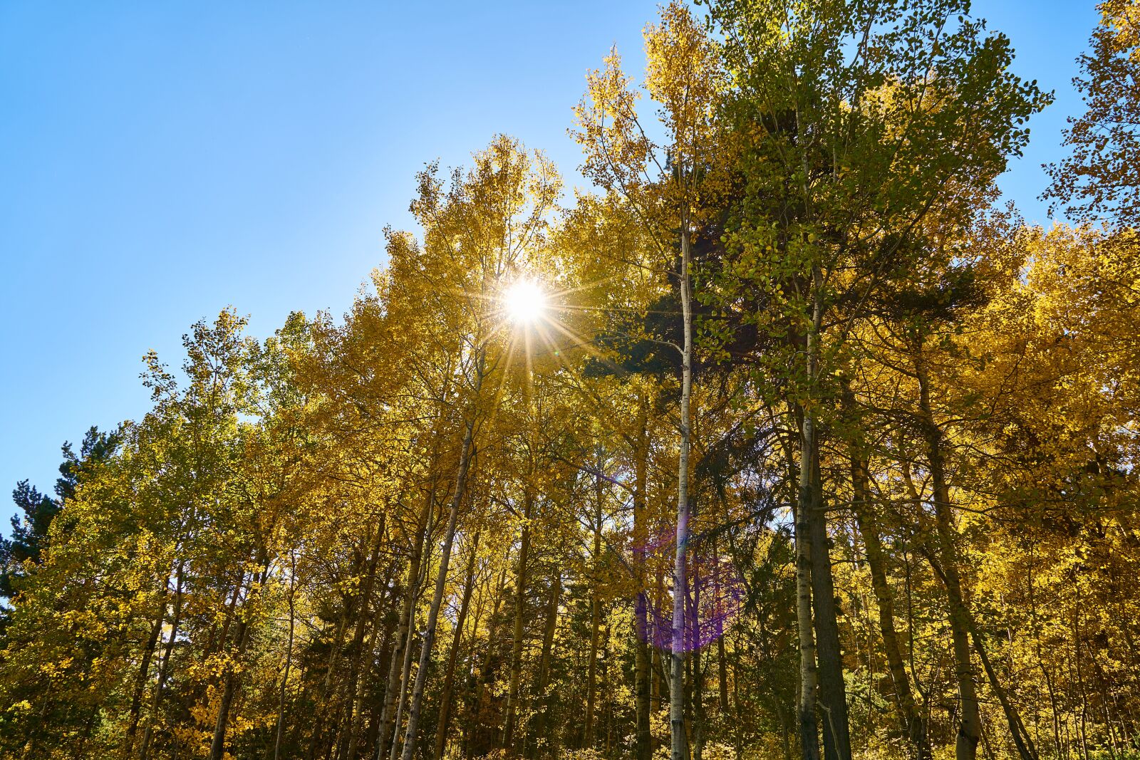 Sony a7R II sample photo. Autumn, season, landscape photography