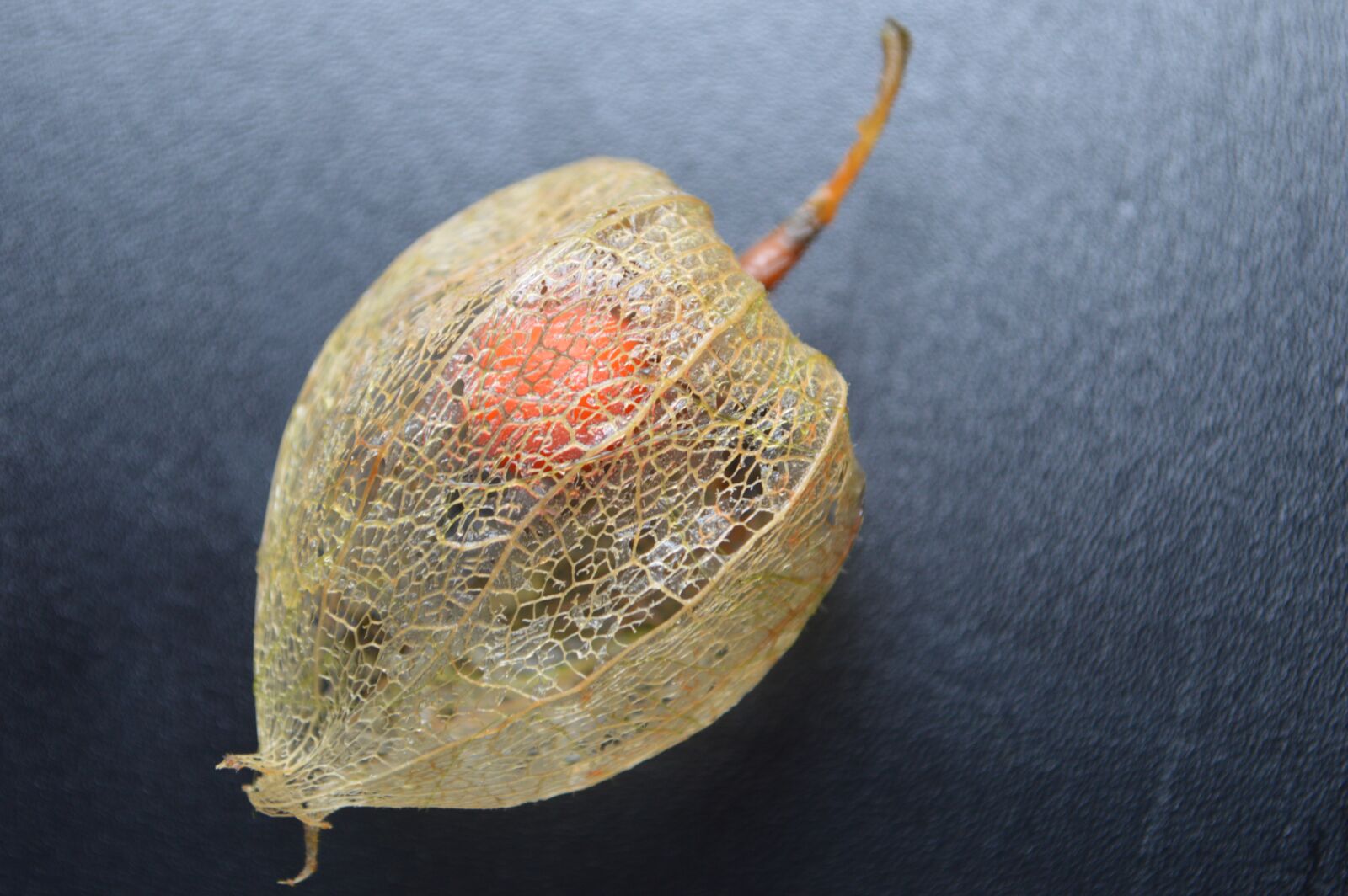 Nikon D3200 sample photo. Plant, physalis, lampionblume photography