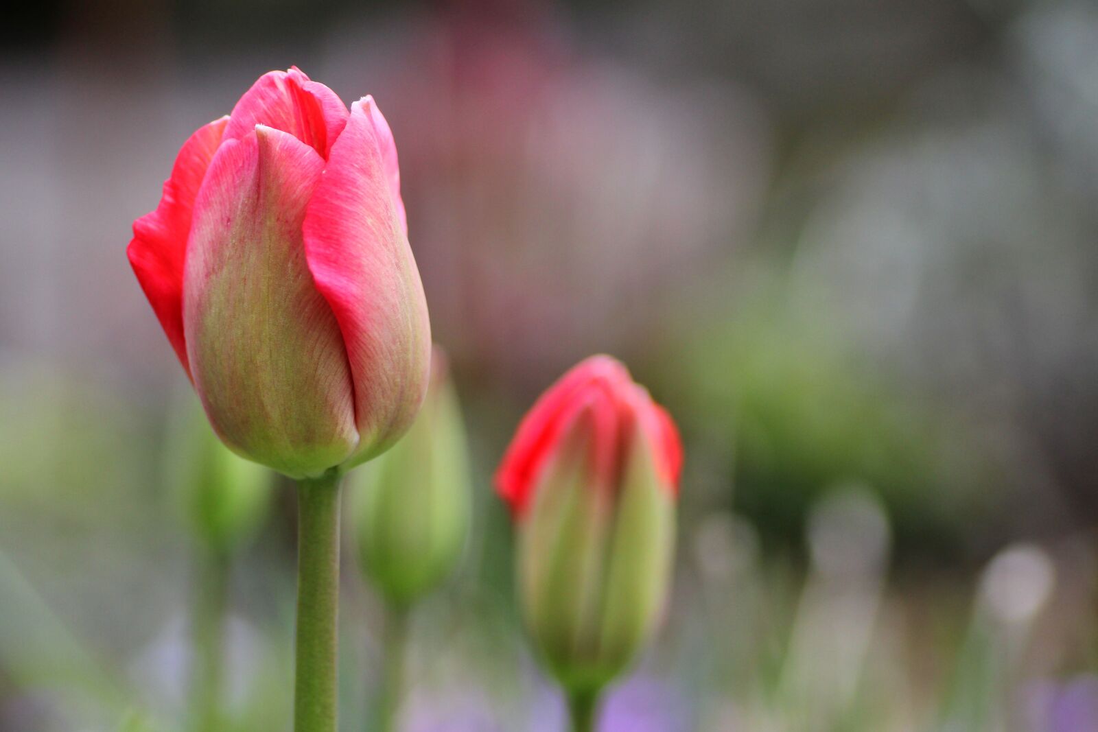 Tamron SP 90mm F2.8 Di VC USD 1:1 Macro sample photo. Tulip, pink, spring photography