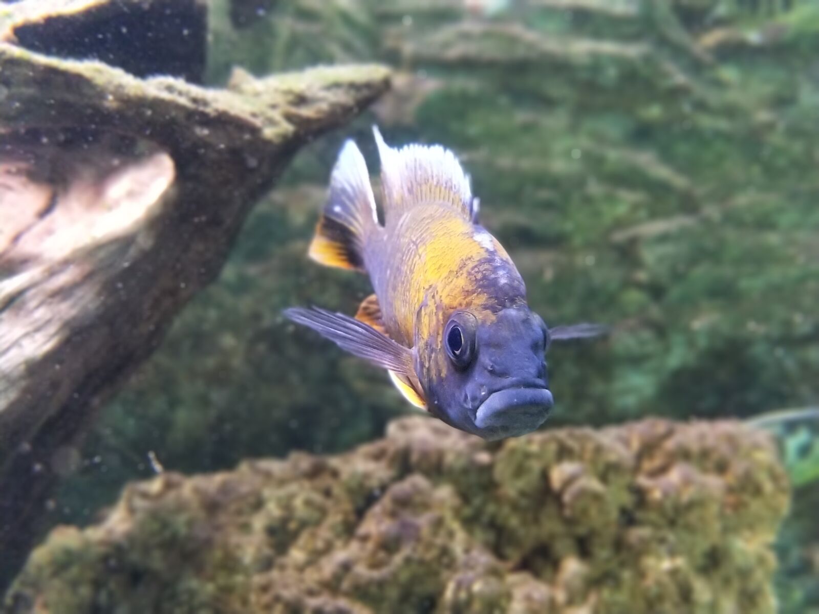 OnePlus 5 sample photo. Fish, aquarium, creature photography
