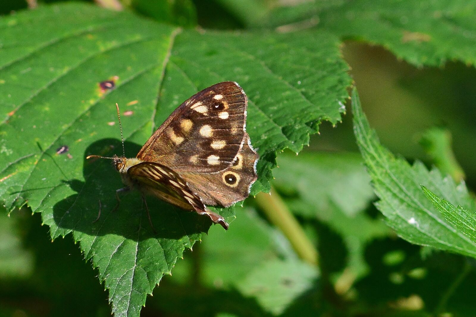 Nikon D5200 sample photo. Butterfly, forest board game photography
