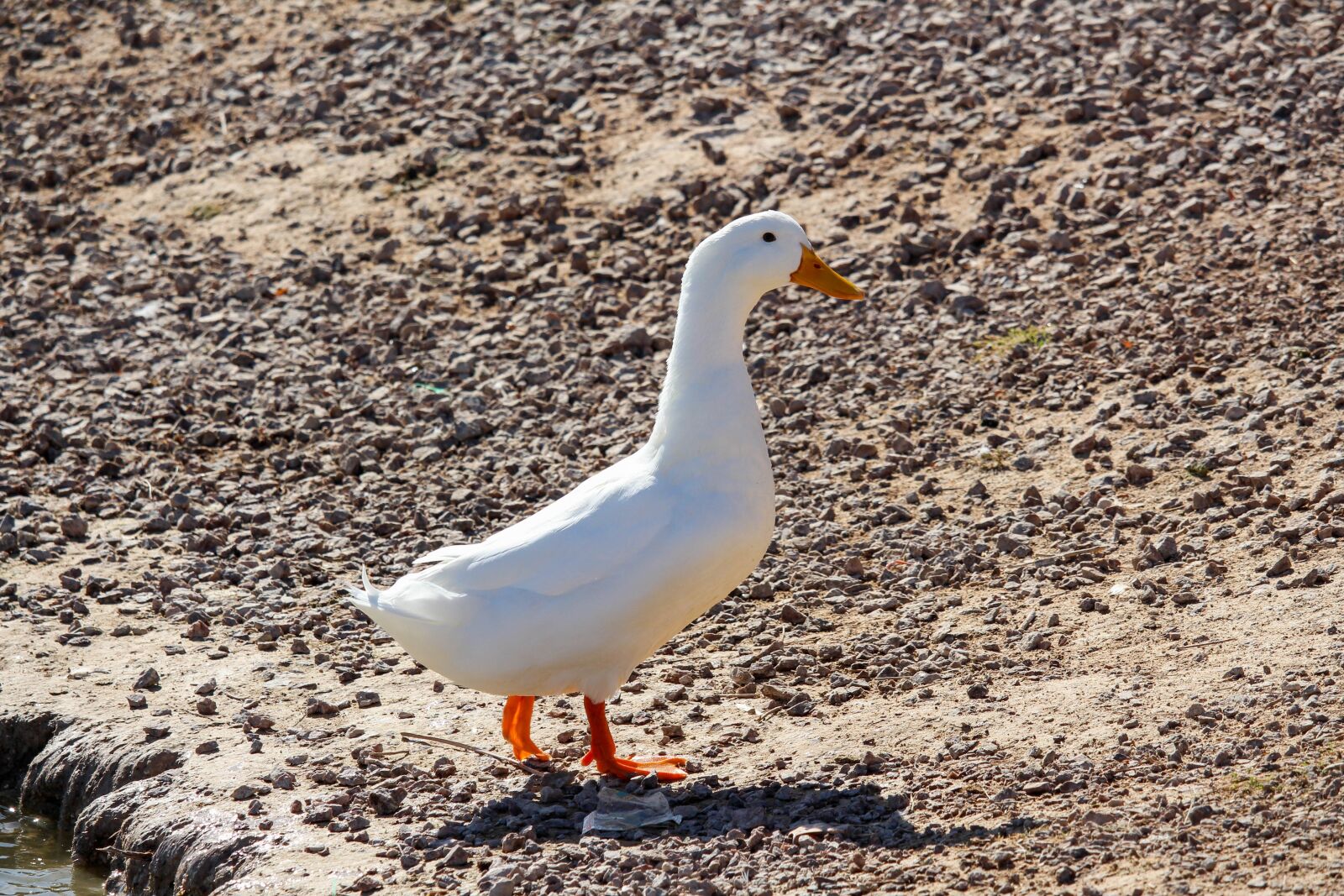Canon EOS 700D (EOS Rebel T5i / EOS Kiss X7i) sample photo. Bird, nature, animal photography