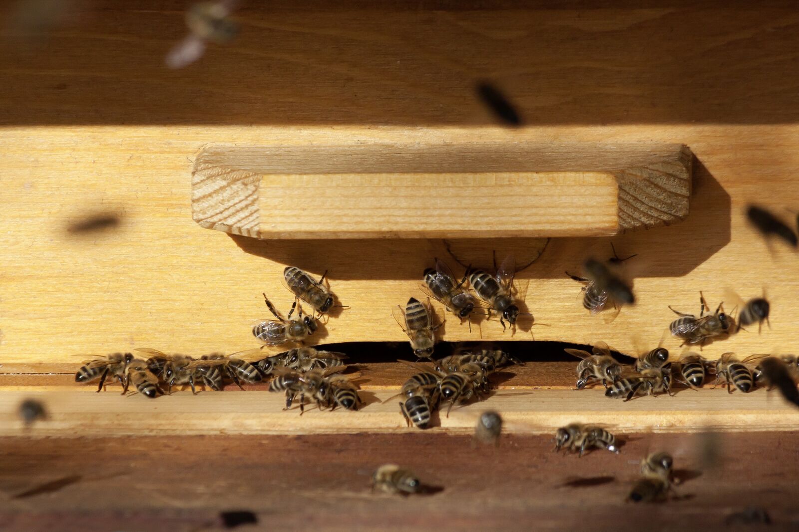 Canon EOS 50D sample photo. Bee, beehive, honey bees photography