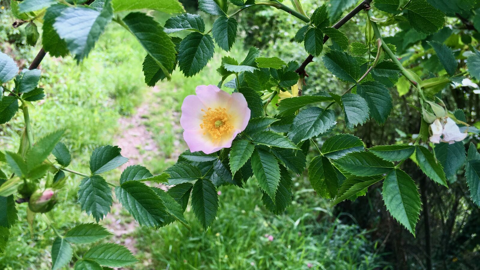 iPhone SE back camera 4.15mm f/2.2 sample photo. Flower, forest, nature photography