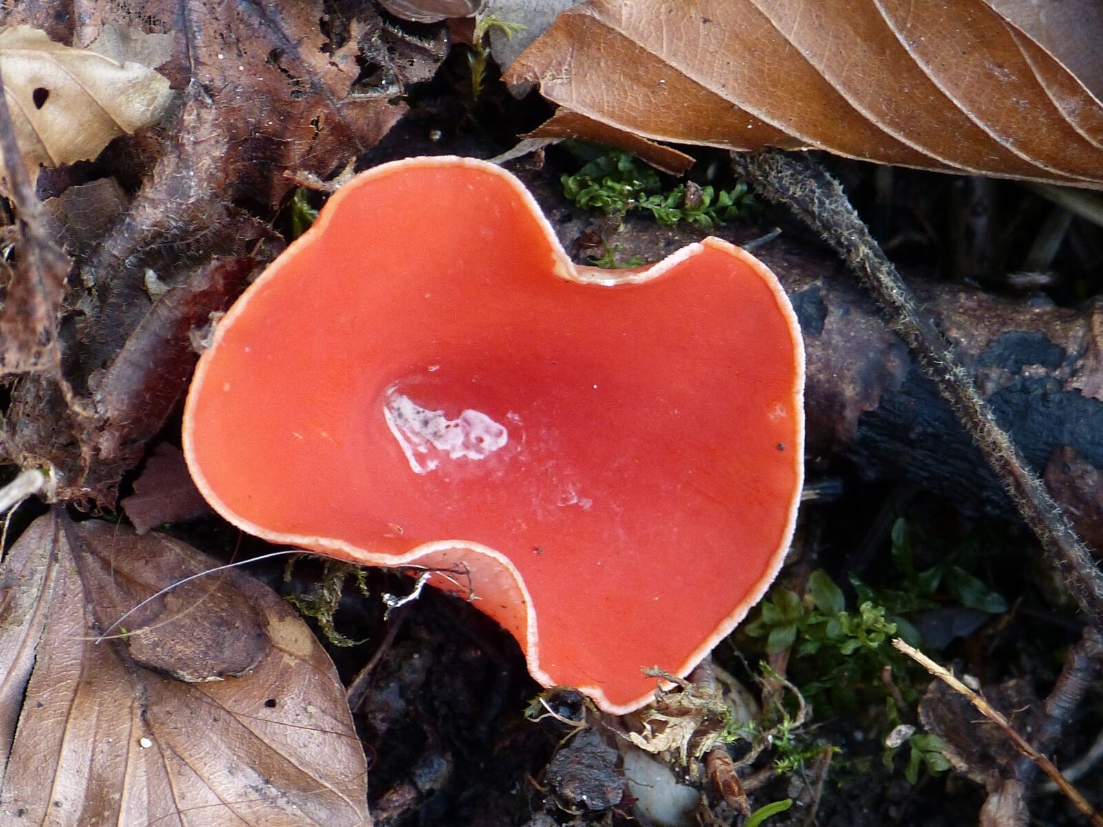 Panasonic Lumix DMC-FZ150 sample photo. Vermilion kelchbecherling, mushroom, scarlet photography