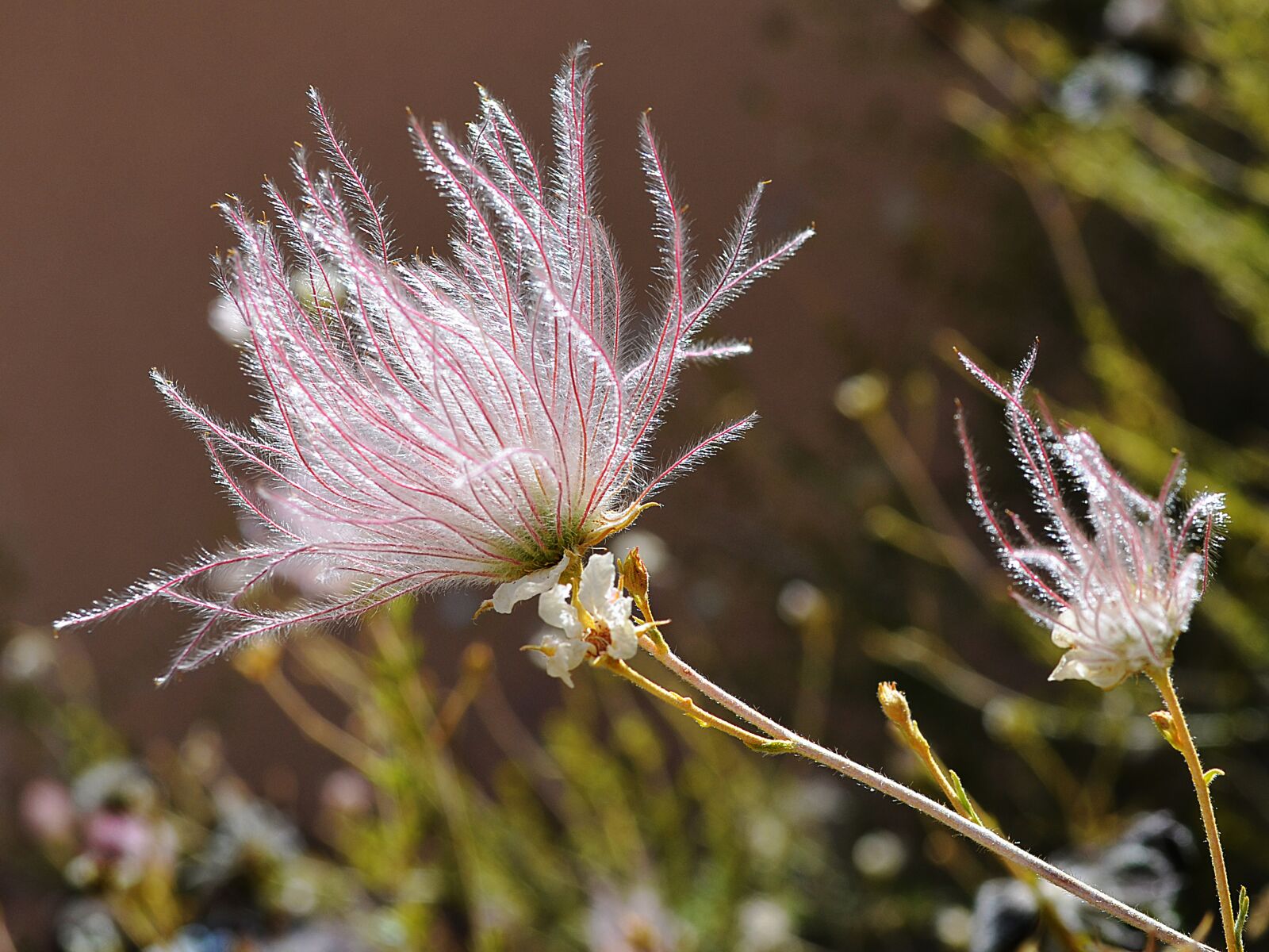 Nikon D5100 sample photo. Apache plume, flower, new photography