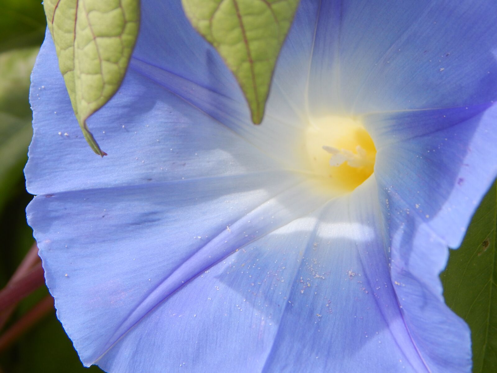 Nikon Coolpix L830 sample photo. Morning glory, flower, blossom photography