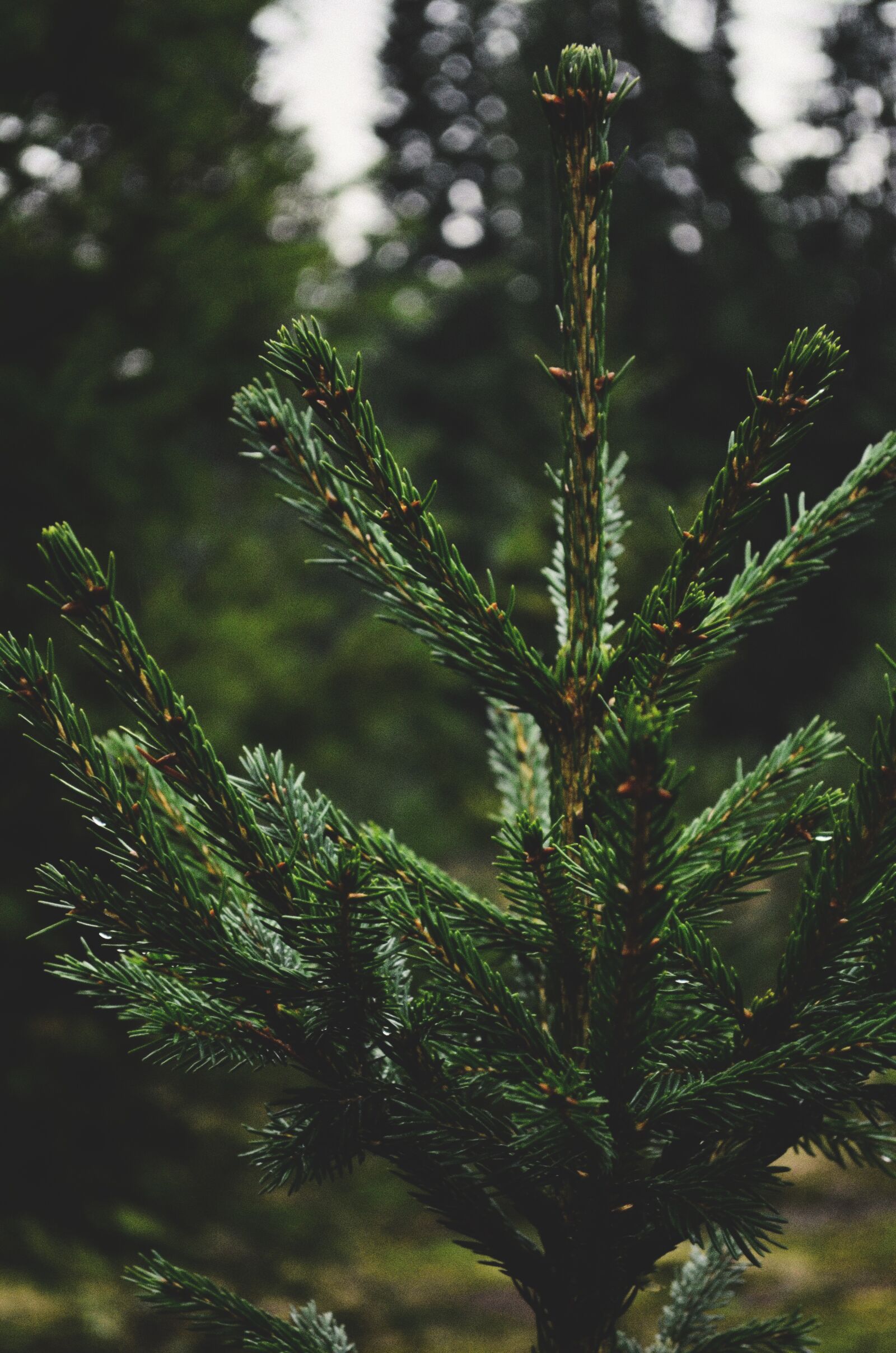 Nikon D5100 sample photo. Christmas tree, tree, nature photography
