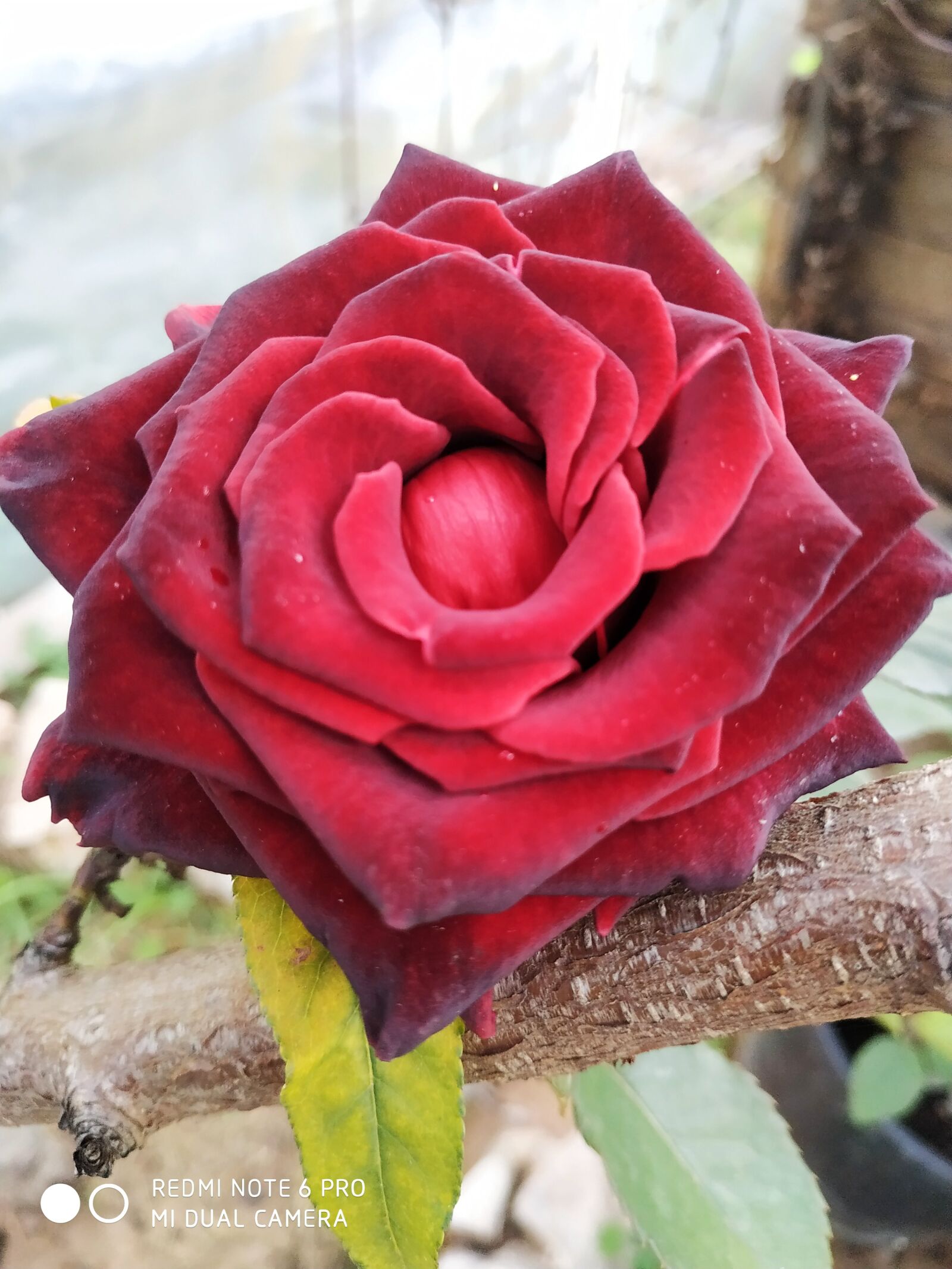 Xiaomi Redmi Note 6 Pro sample photo. Rosa, velvet, smell photography