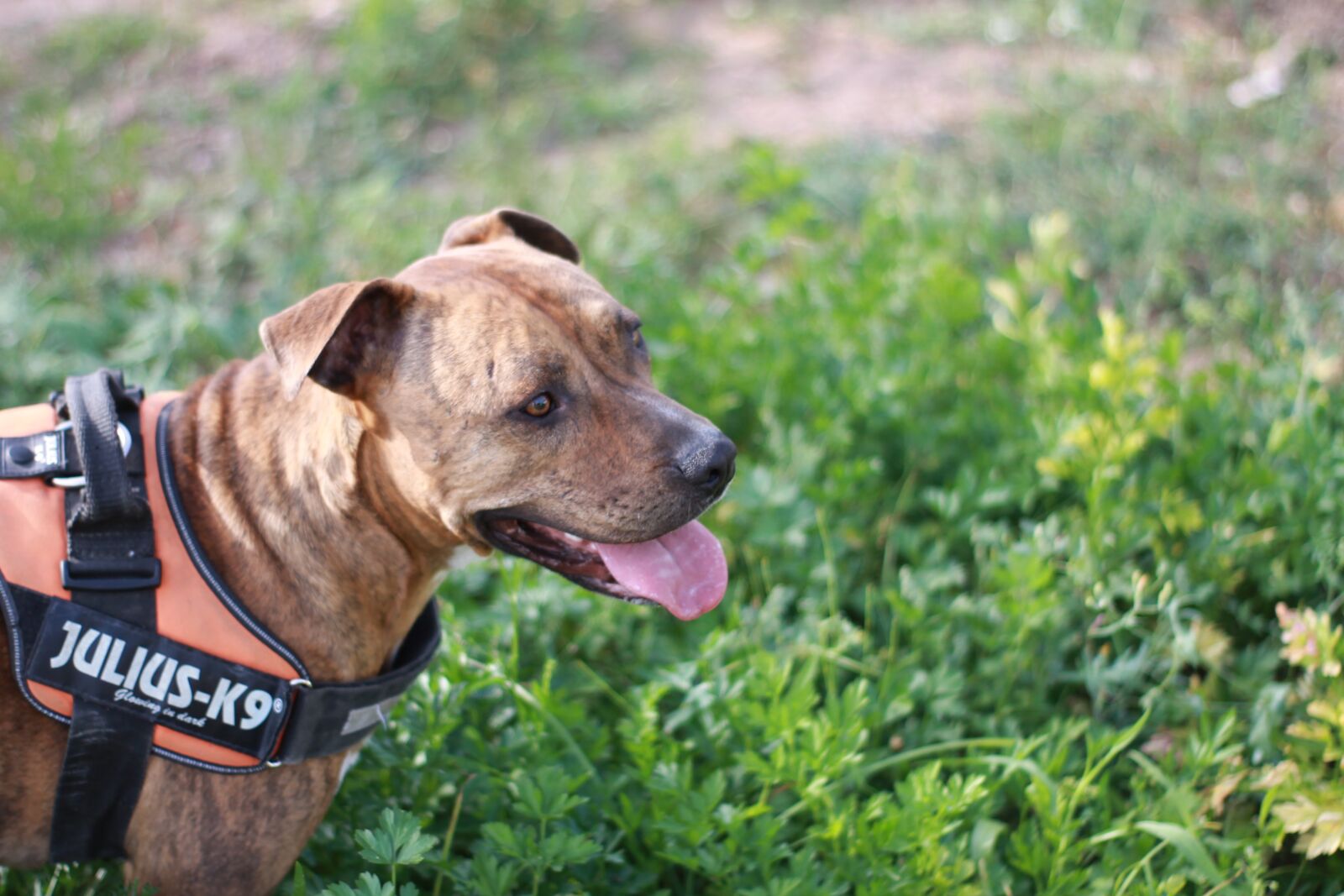 Canon EOS 1100D (EOS Rebel T3 / EOS Kiss X50) sample photo. American stanford, dog, animals photography