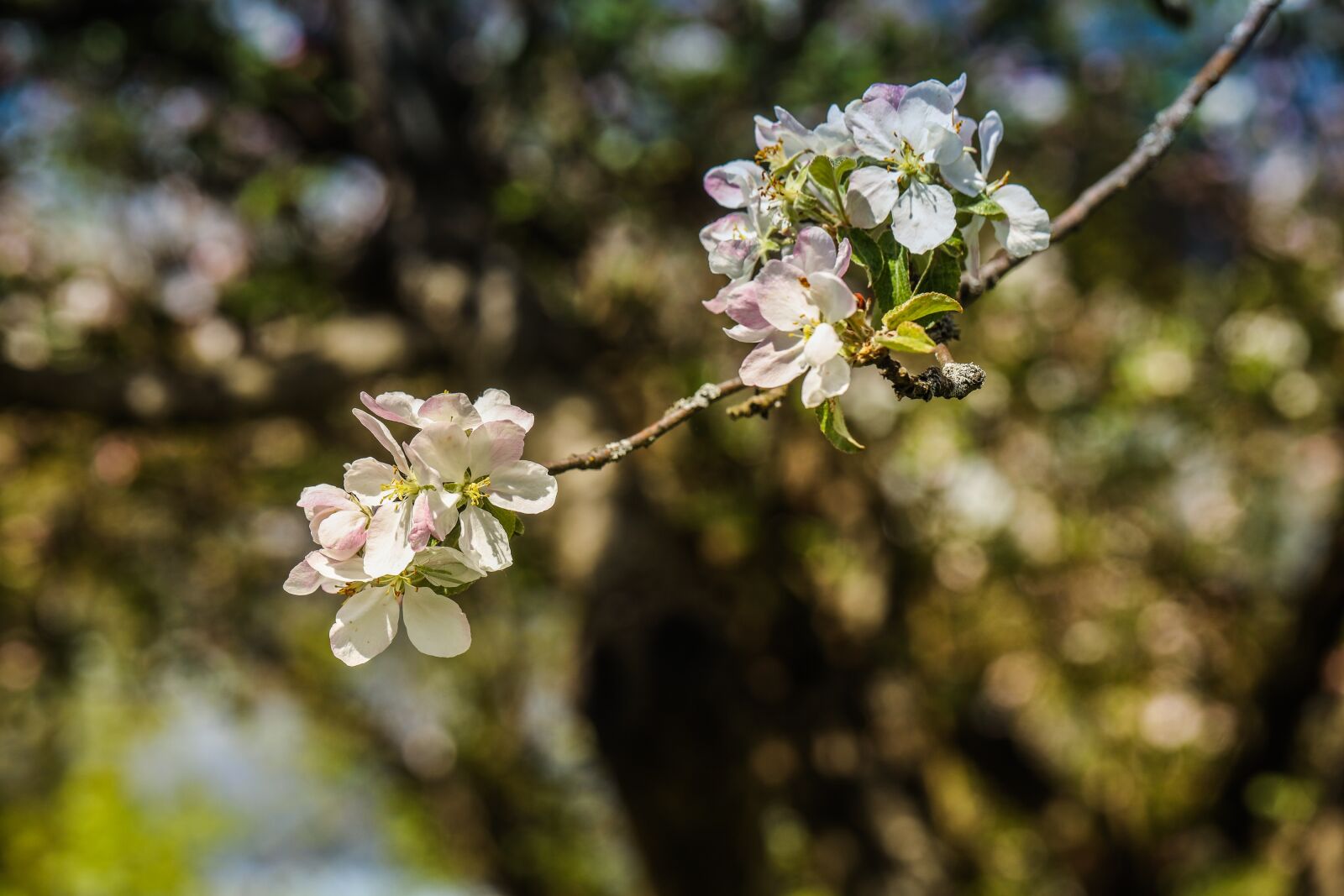 Canon EOS R sample photo. Apple tree, flower, bloom photography