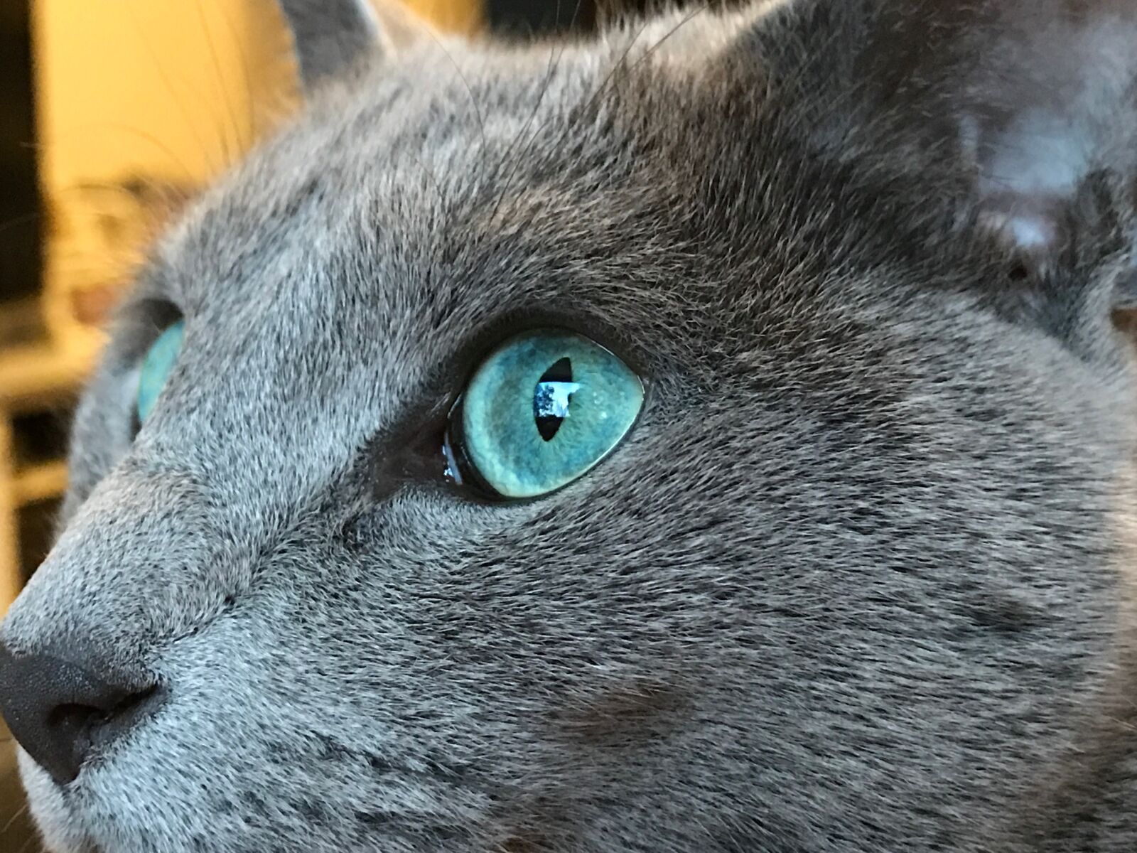 Apple iPhone 7 Plus sample photo. Russian blue, cat, grey photography