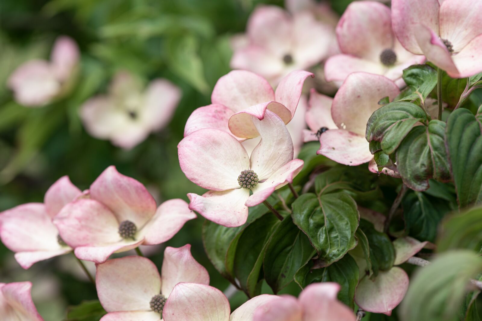 Nikon D750 sample photo. Dogwood, flowers, dogwood tree photography