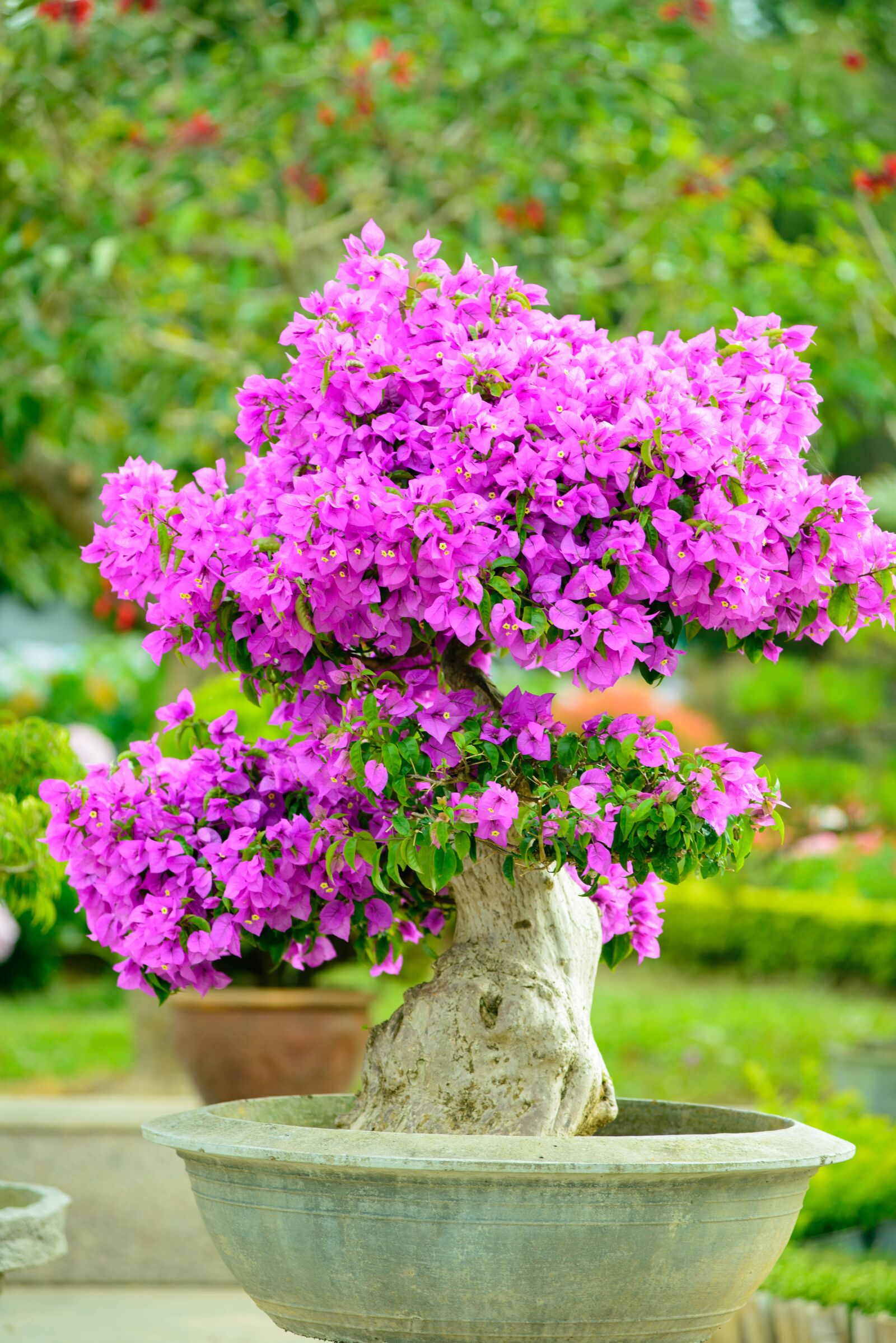 Nikon D600 sample photo. Flower, nature, flower shine photography